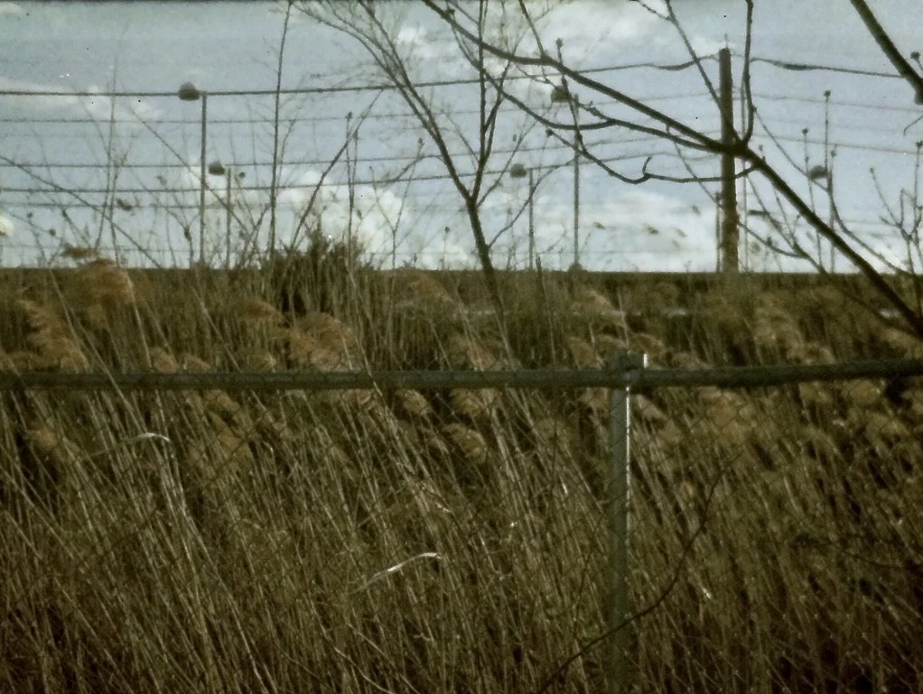 reed C6E7382C-D740-4D06-B224-ED80D6CD2BB7_1_105_c.jpeg