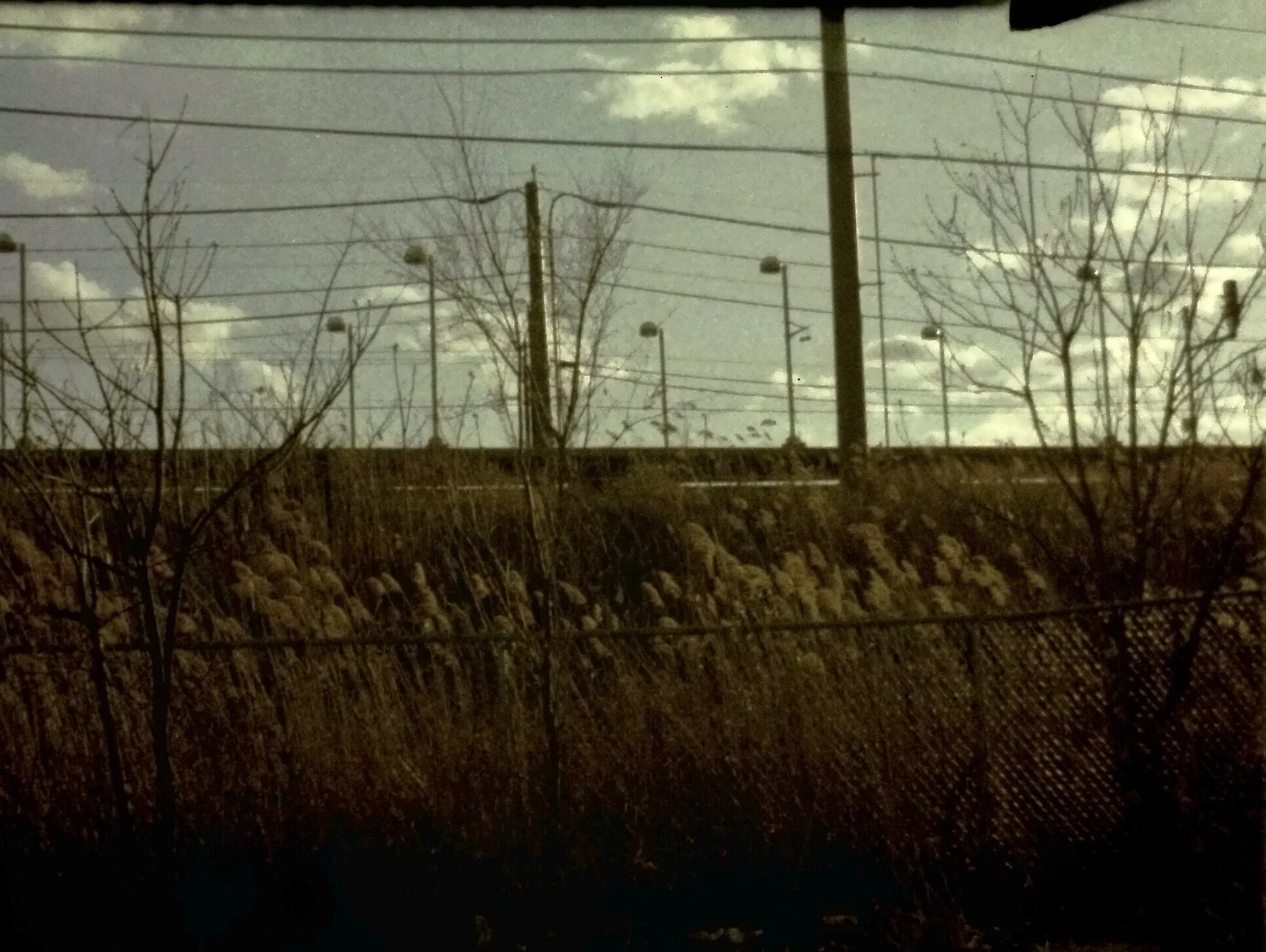 reed tree 2 3201B891-D758-44B6-AB8E-3C9993EF70CE_1_201_a.jpeg