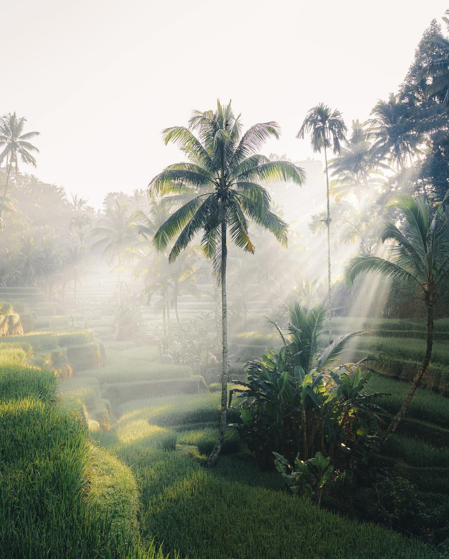 Chasing the light rays in Bali&hellip;

.

.

.

#indonesiatravel #pesonaindonesia #balivibes #visualsoflife #asiatravels #balitour #theworldshotz #passionpassport #wekeepmoments #sonyphotographer #discovernature #balitravel #roamtheplanet #theglobew