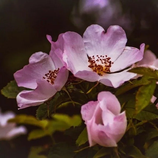 🌹 𝐒𝐨𝐦𝐞𝐭𝐡𝐢𝐧𝐠 𝐢𝐬 𝐜𝐚𝐥𝐥𝐢𝐧𝐠 𝐲𝐨𝐮 𝐭𝐨 𝐆𝐥𝐚𝐬𝐭𝐨𝐧𝐛𝐮𝐫𝐲&hellip;🌹

There is a place where the land itself holds you. Where the air carries a different quality, and something in you remembers.

On 𝐓𝐮𝐞𝐬𝐝𝐚𝐲 𝟐𝟑𝐫𝐝 𝐉𝐮𝐧𝐞,