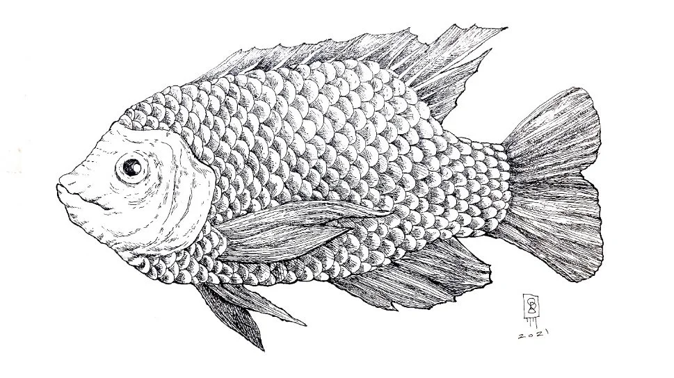 IANNA ENGANO_OREOCHROMIS NILOTICUS.jpg
