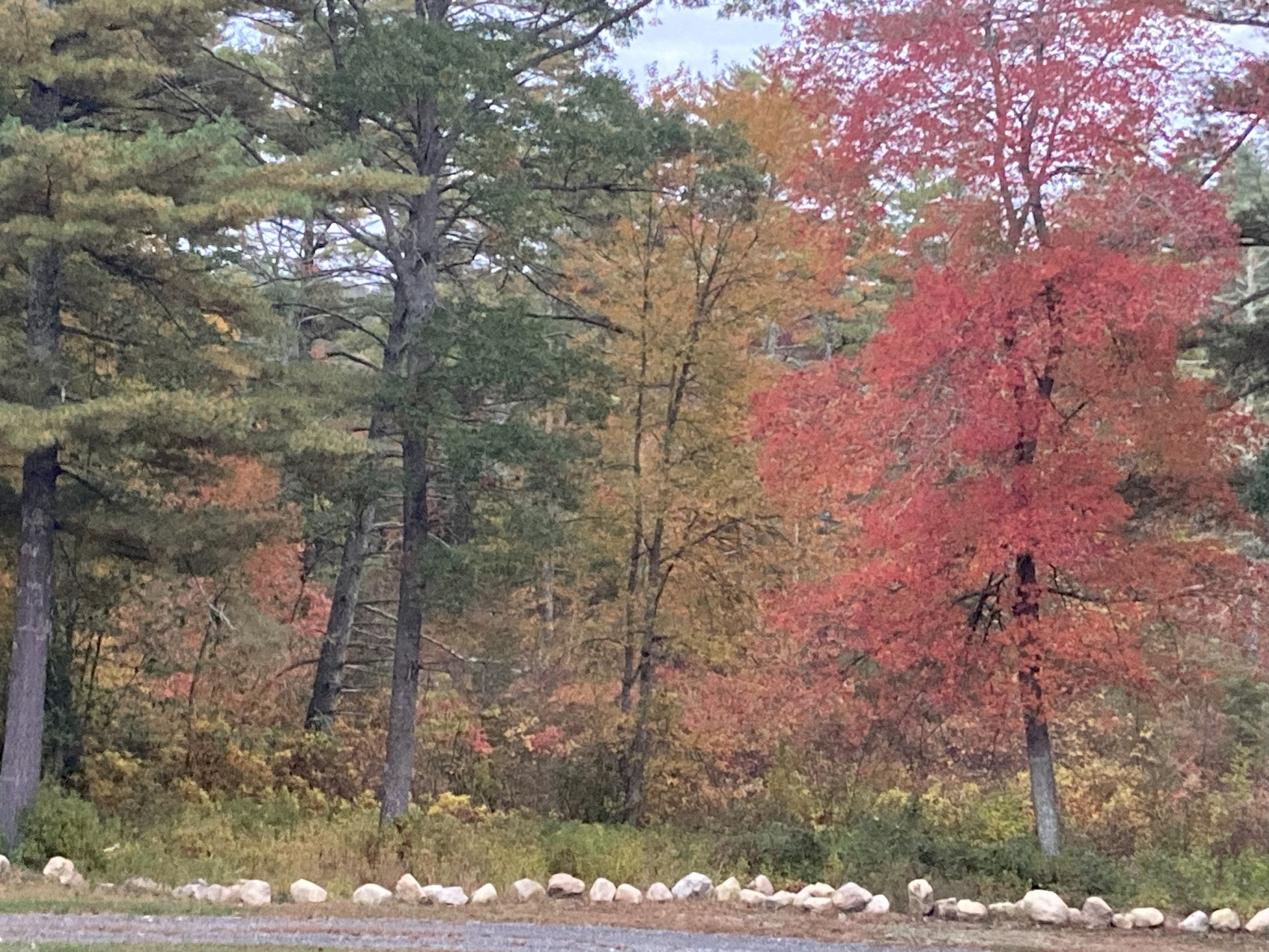 Mindful Moments