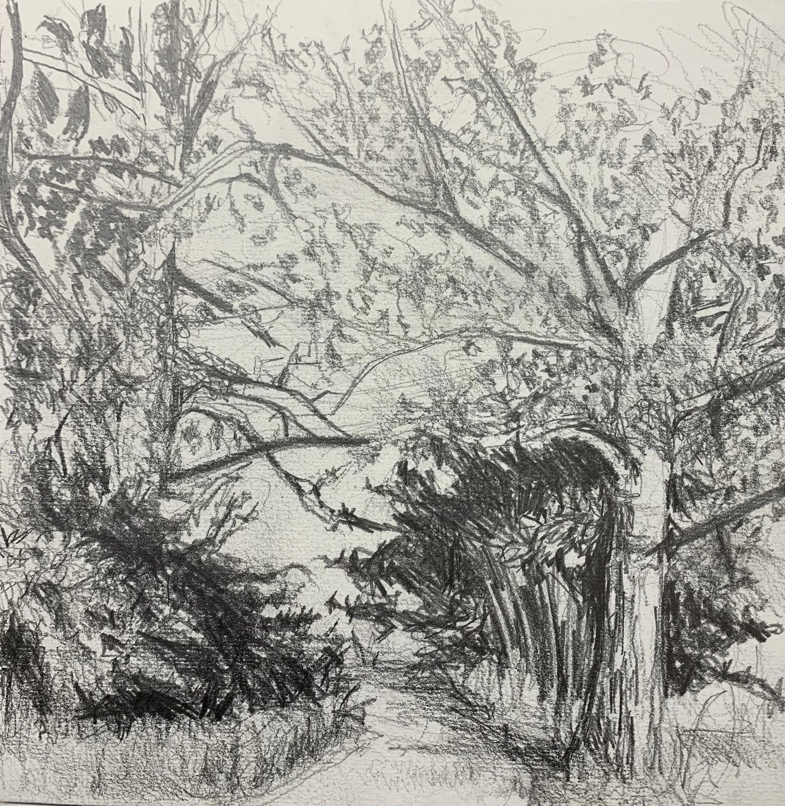 HELEN ALICE JOHNSON ARTIST_LANDSCAPE PAINTER_THE ORCHARD 2 PENCIL SKETCH_2021.jpg