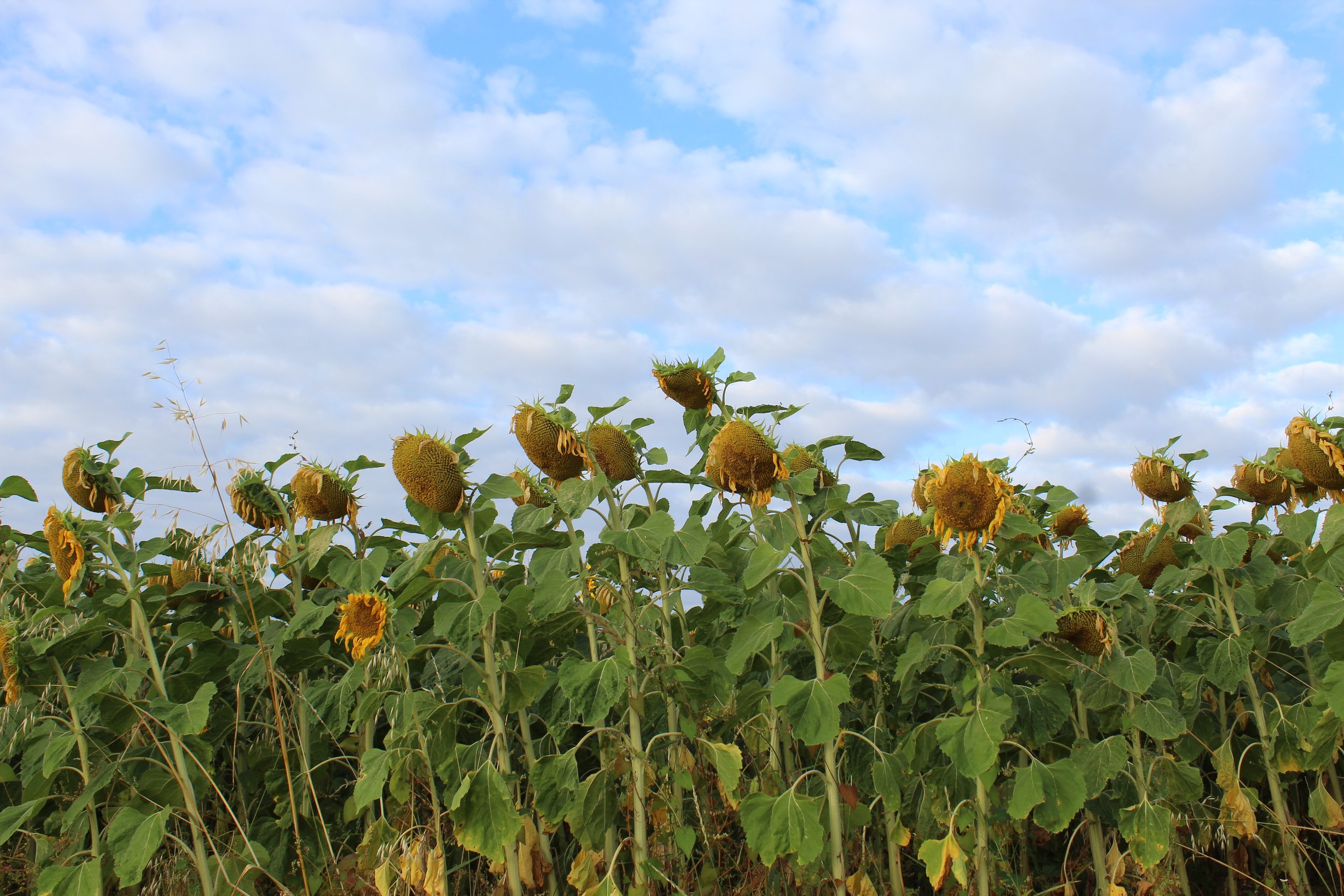 Sunflowers4.jpg