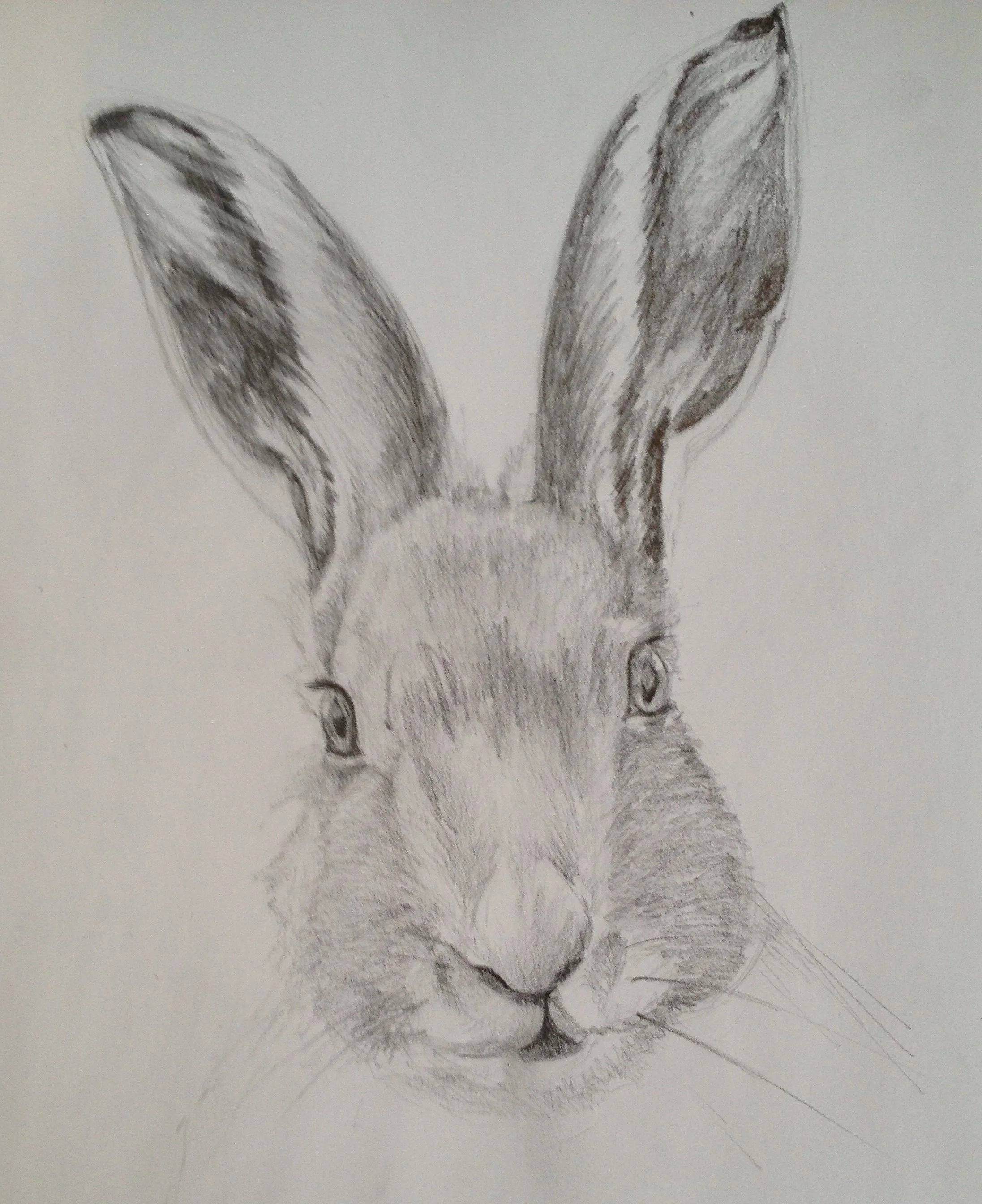 HELEN ALICE JOHNSON_ARTIST_ANIMAL PAINTER_HARE PENCIL DRAWING_2016.JPG