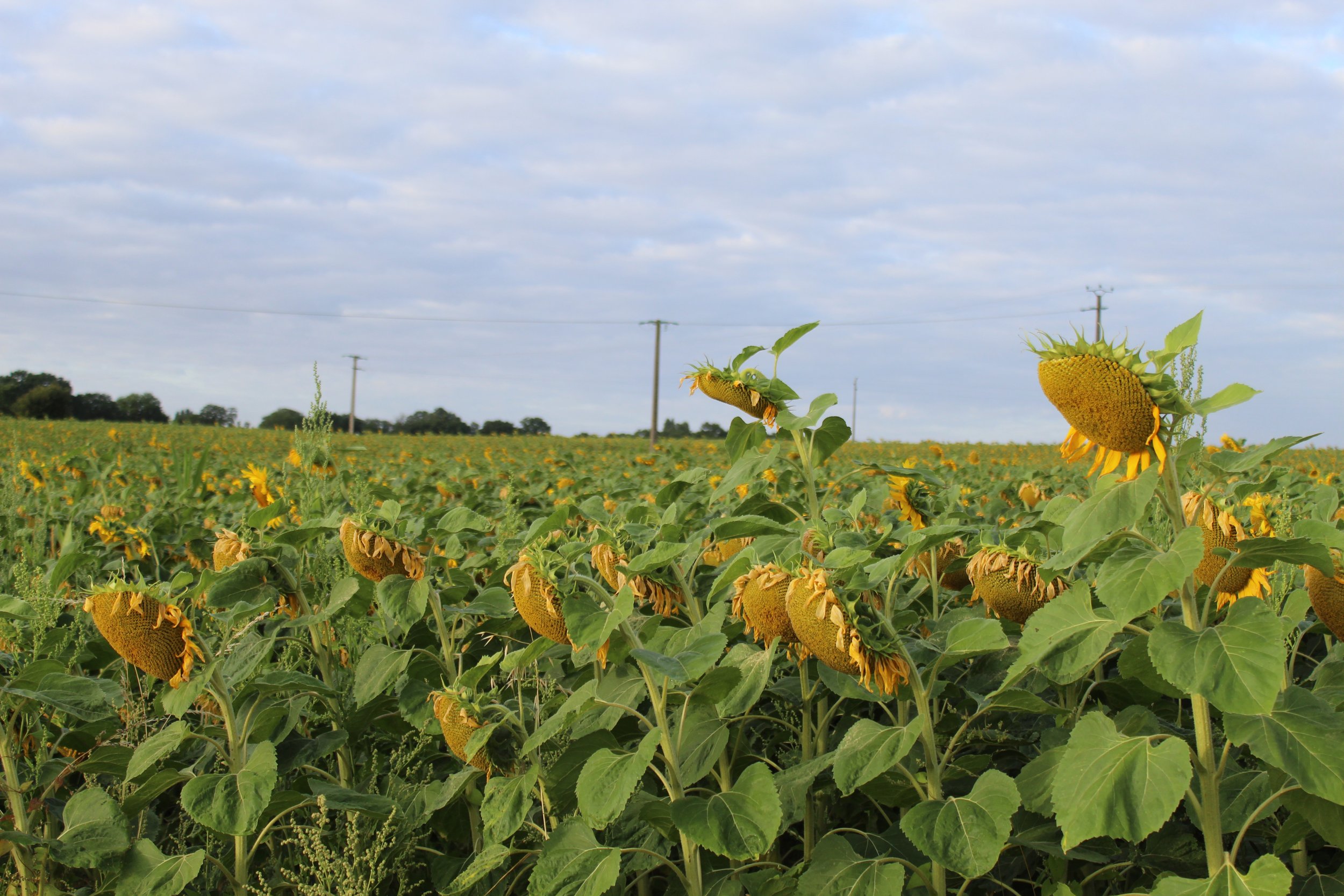 Sunflowers2.jpg
