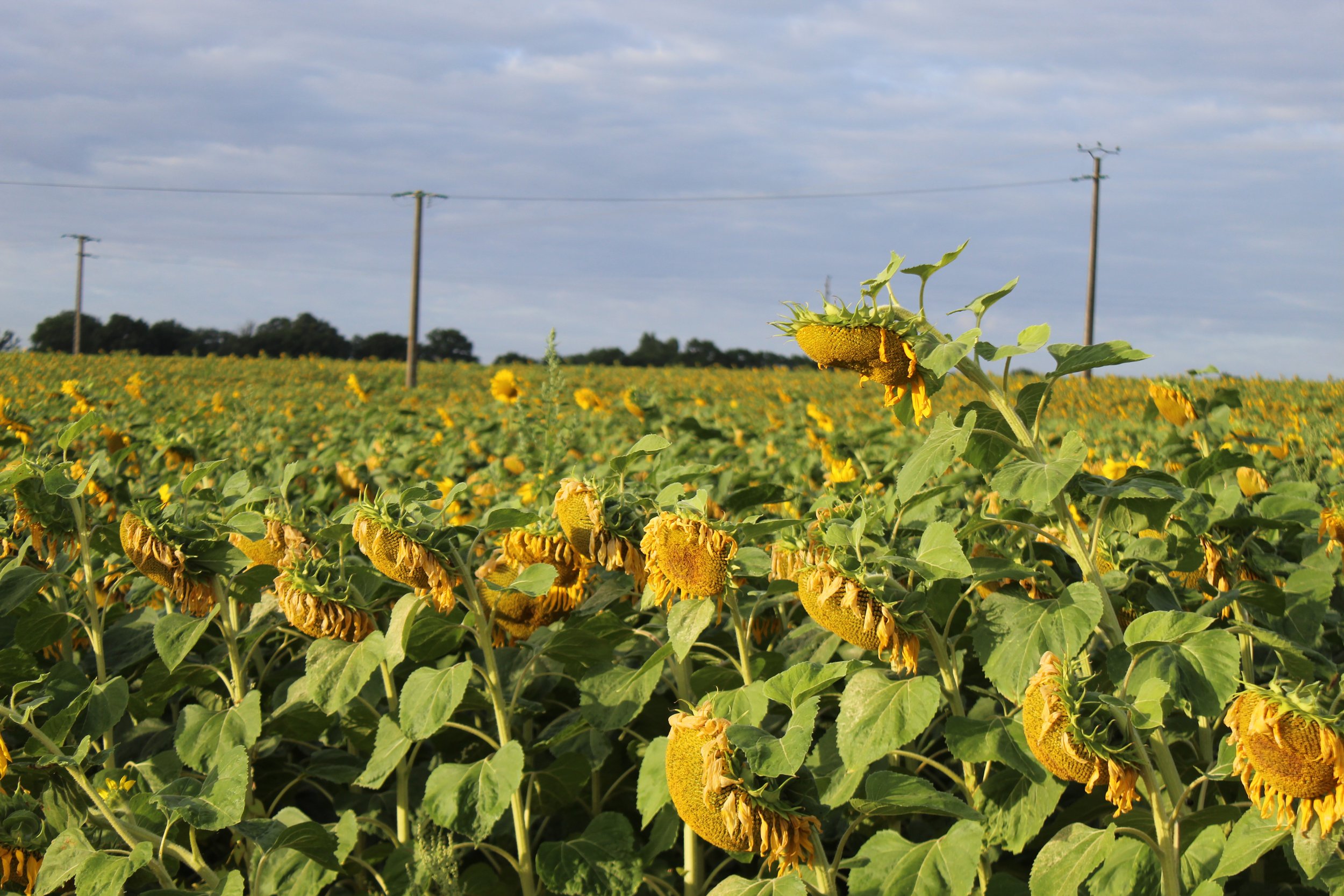 Sunflowers3.jpg