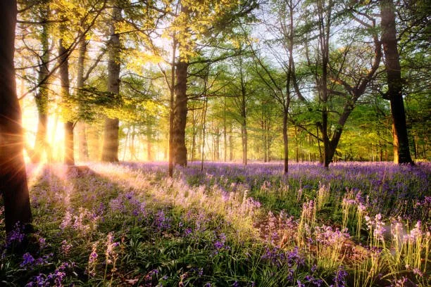 bluebells in a wood 1.jpg