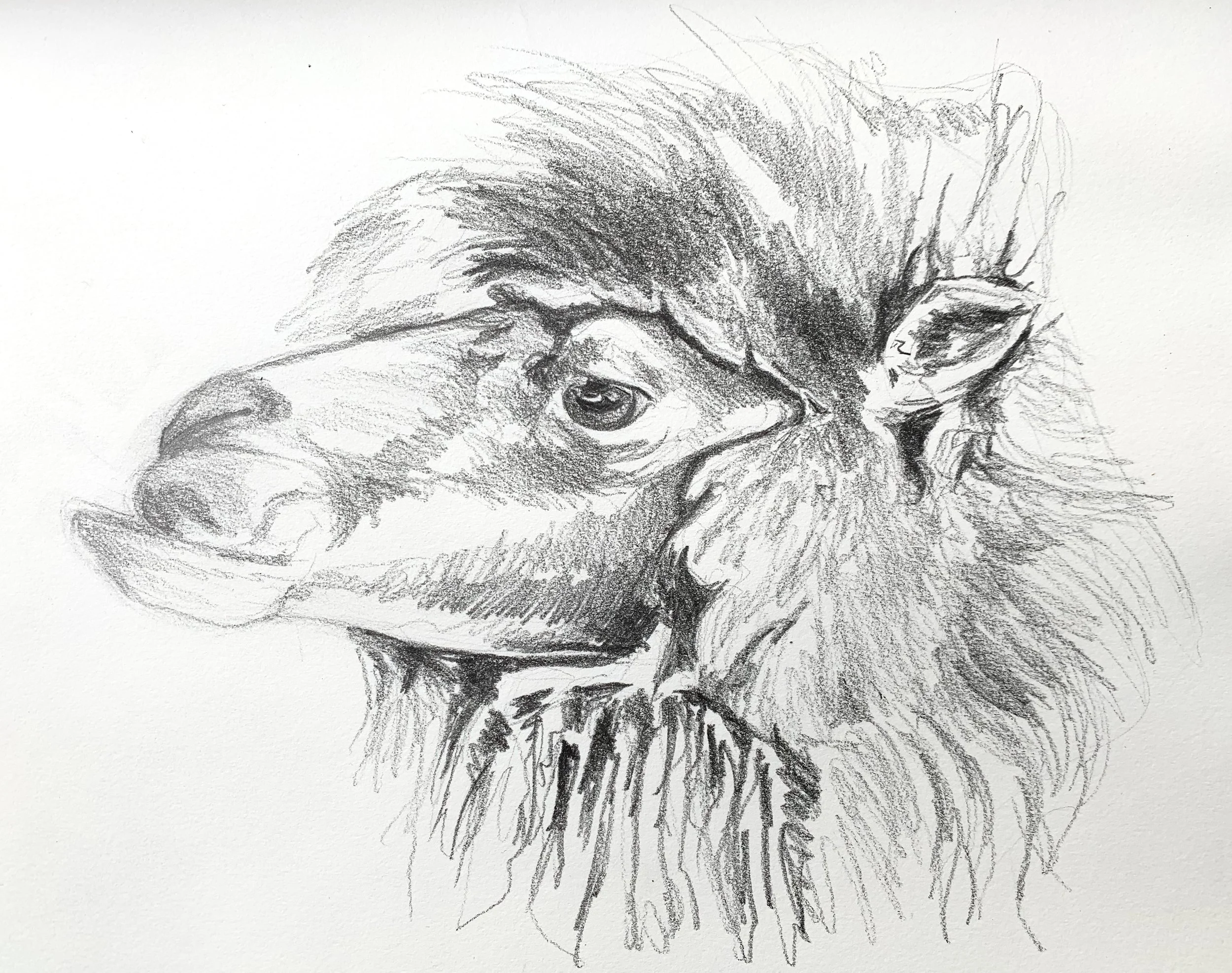 HELEN ALICE JOHNSON_ARTIST_ANIMAL PAINTER_CAMEL_2020.jpg