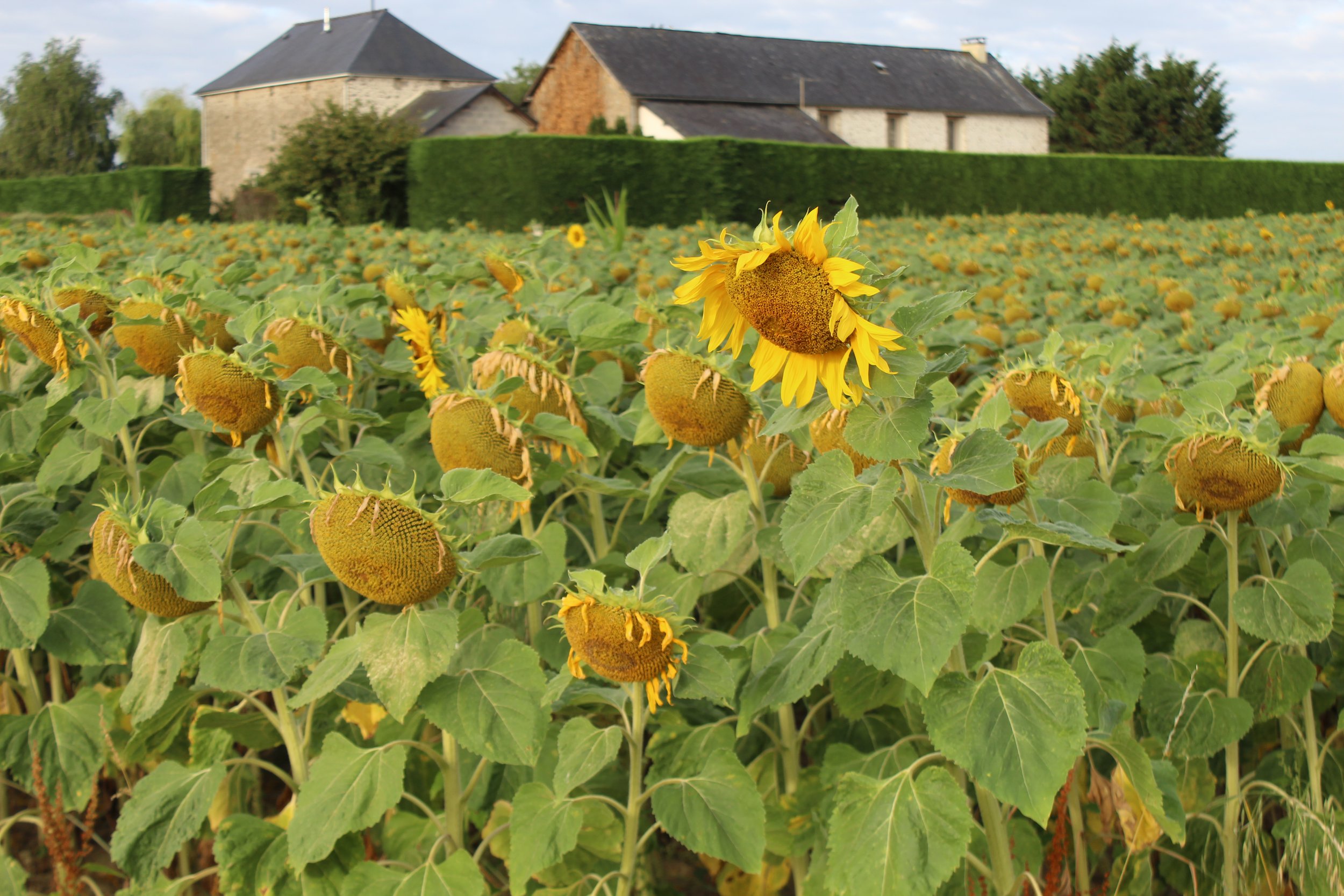 Sunflowers11.jpg