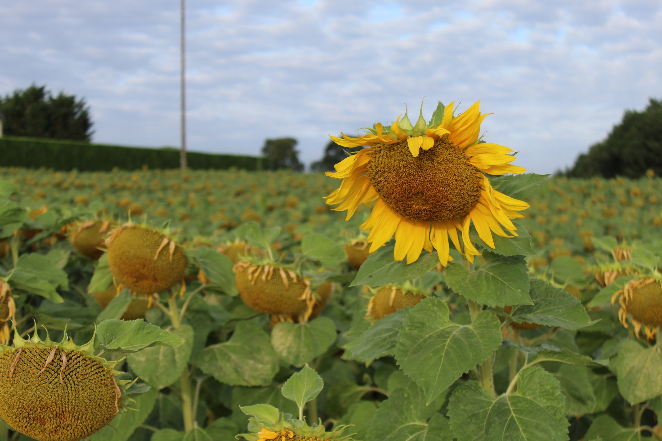 Sunflowers10.jpg
