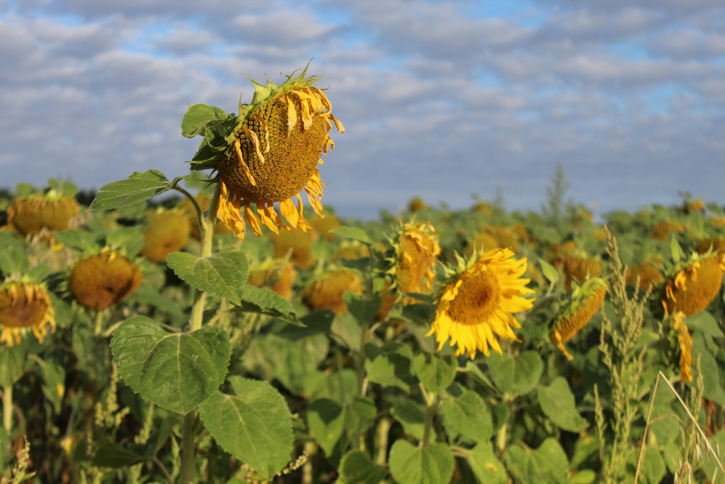 Sunflowers6.jpg