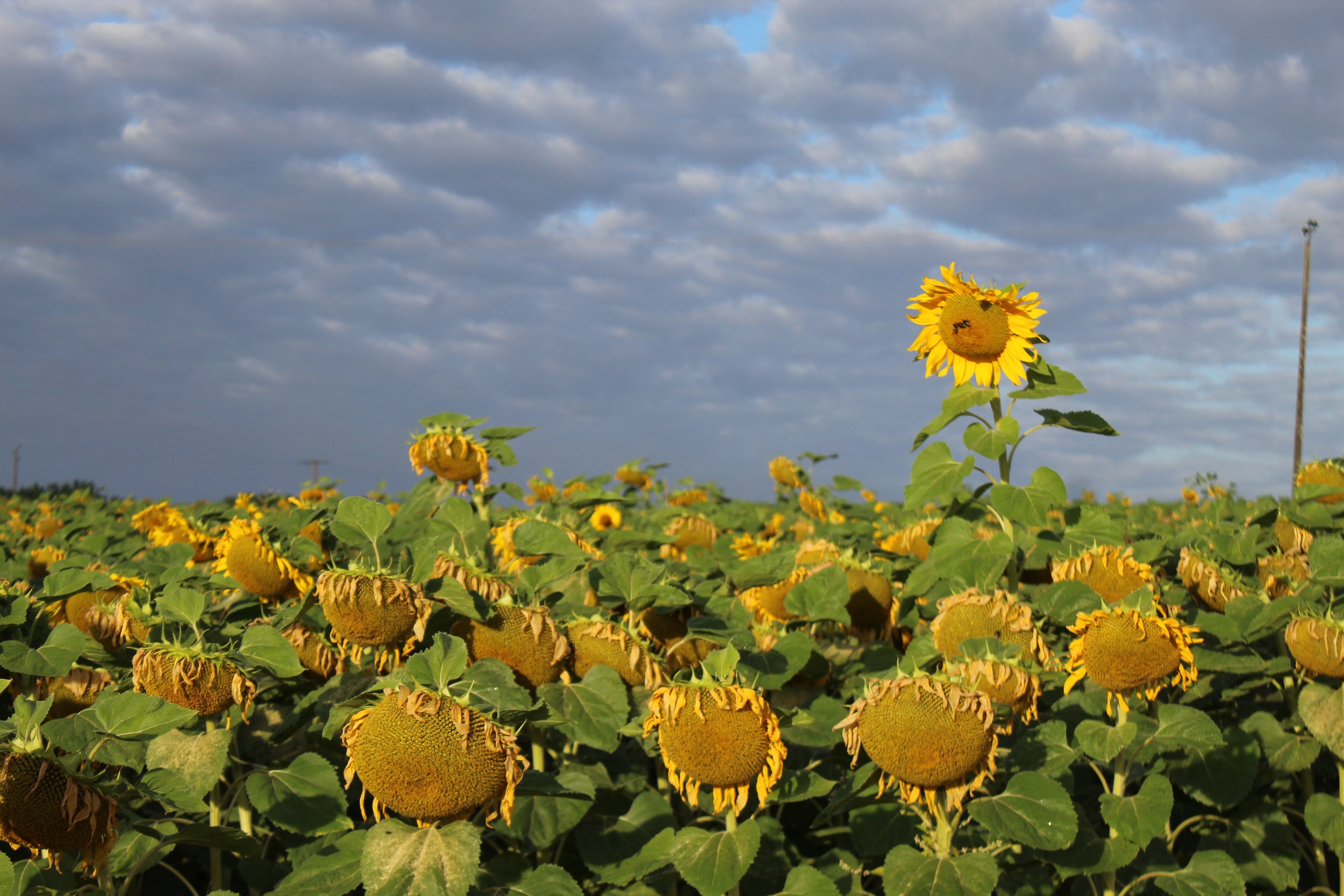 sunflowers1.jpg