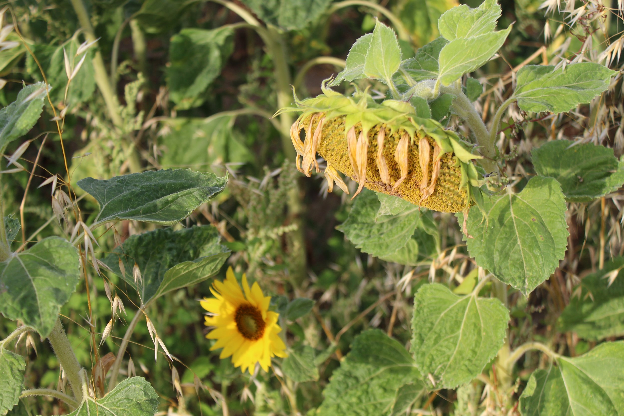 Sunflowers5.jpg
