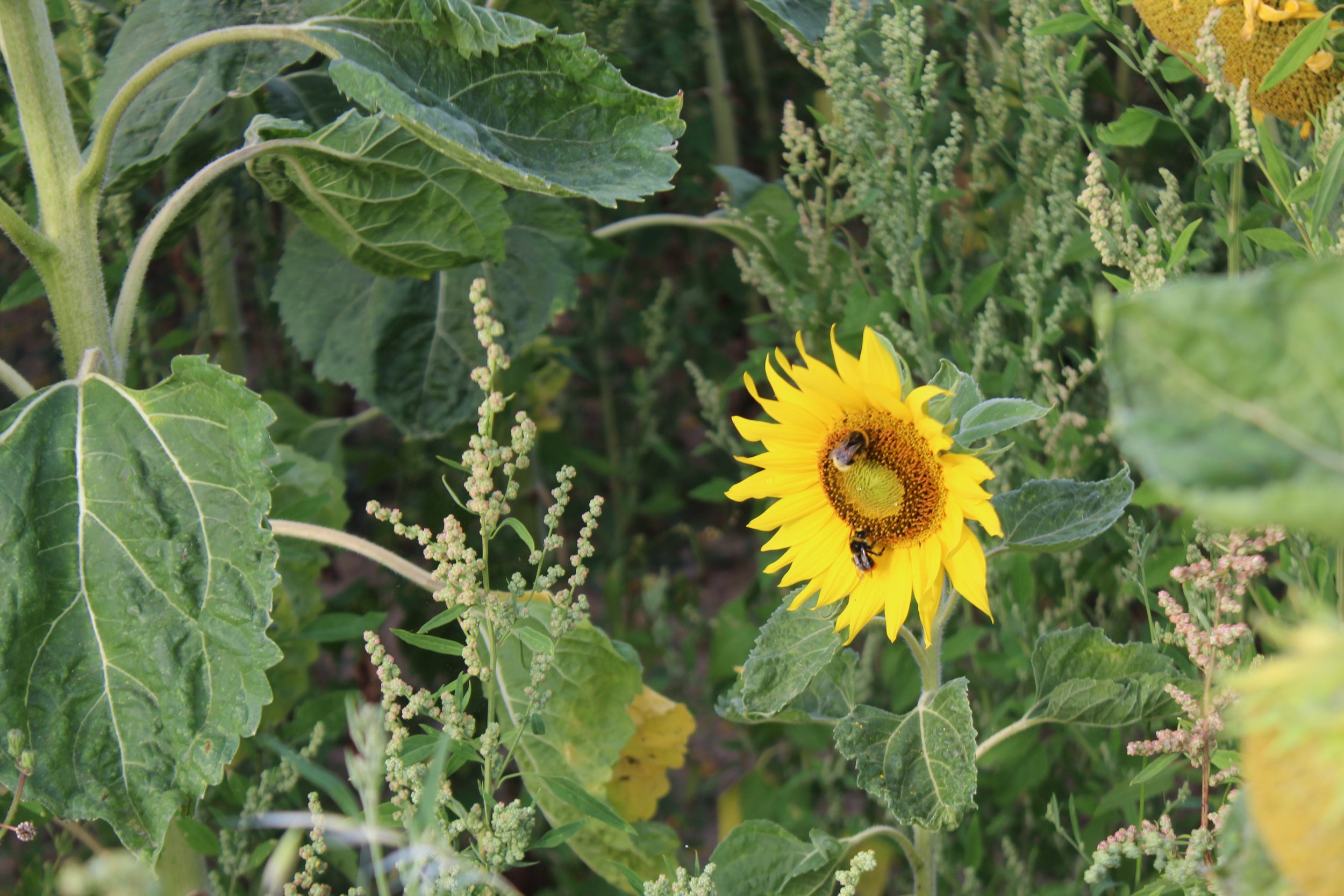 Sunflowers8.jpg