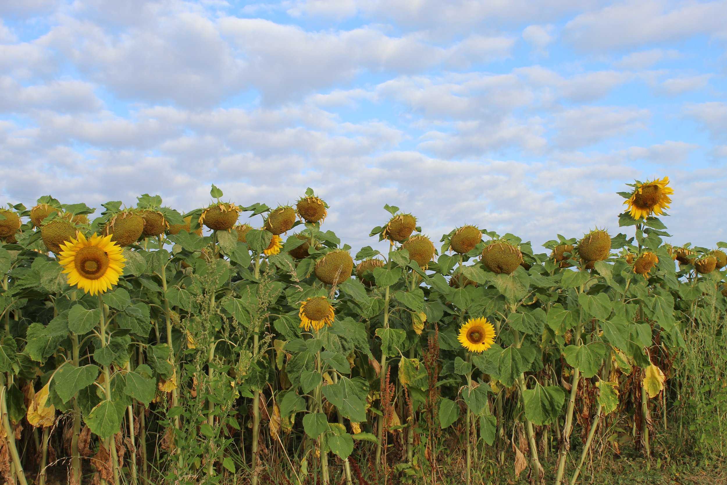 Sunflowers9.jpg