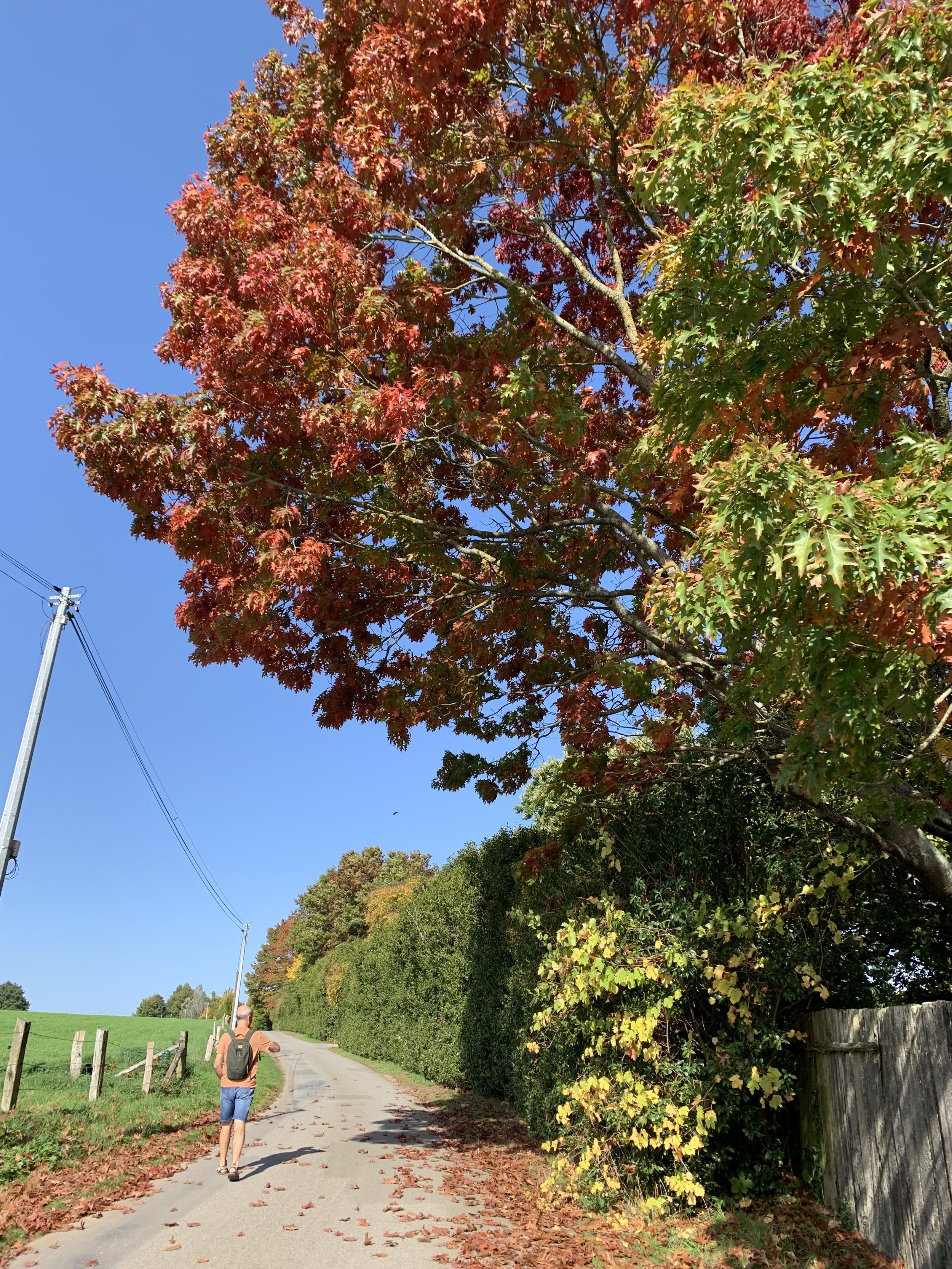 AUTUMN LANDSCAPE 1.jpg