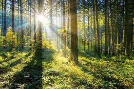 Body Spray - Forest Fresh