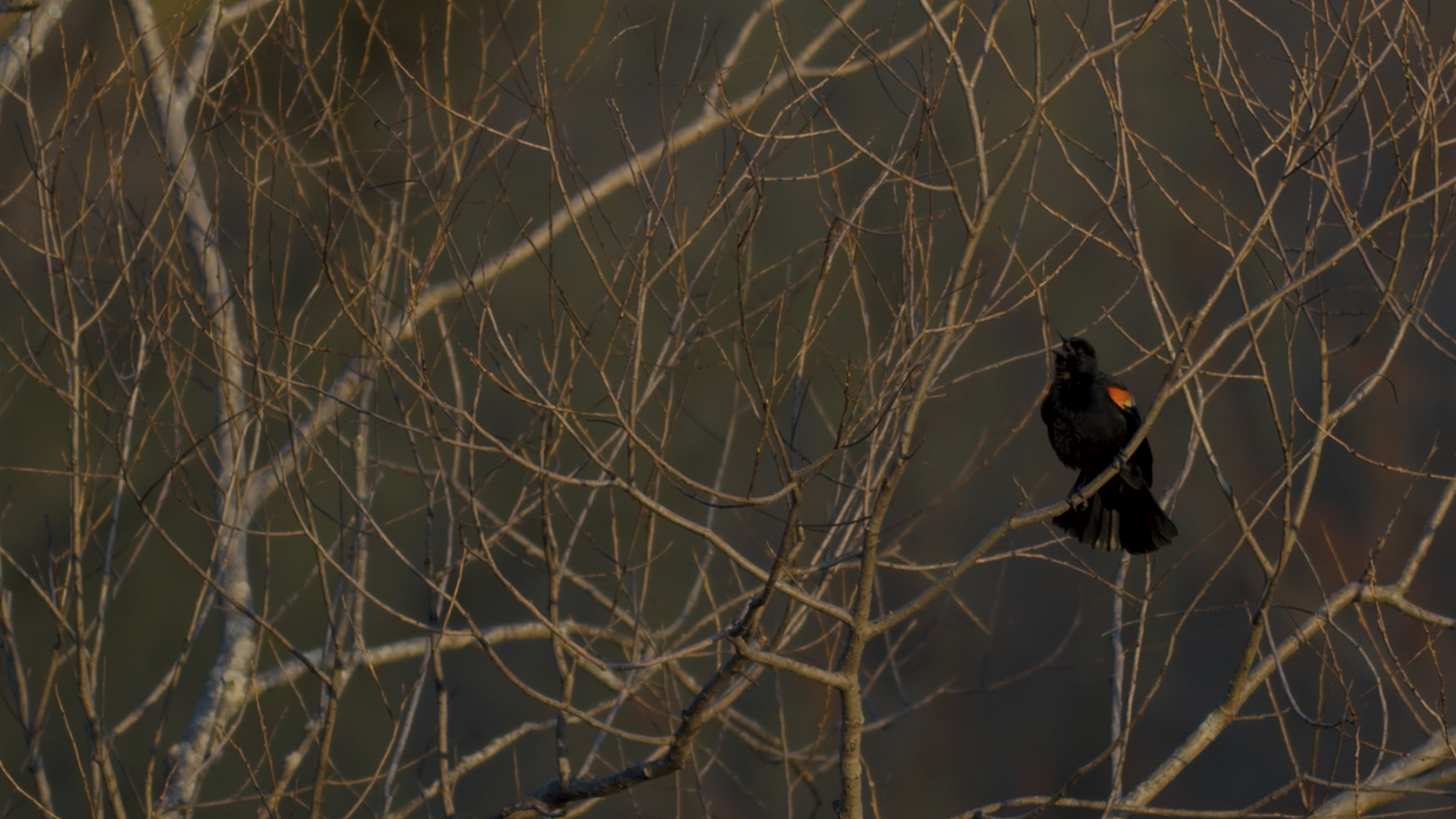 Chasing Blackbirds