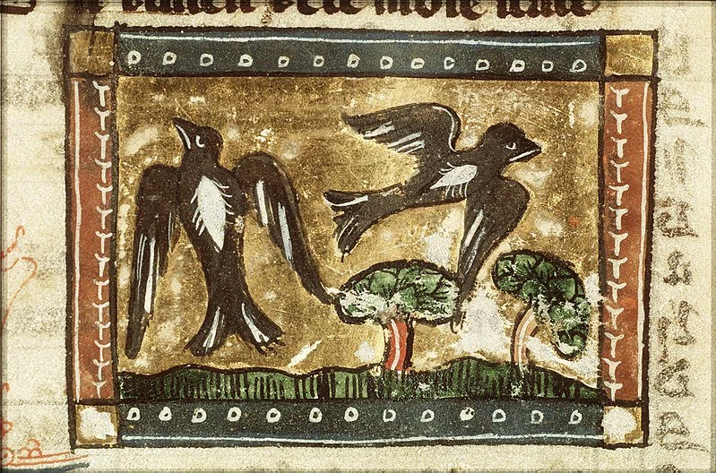 The Many Myths of Swallows