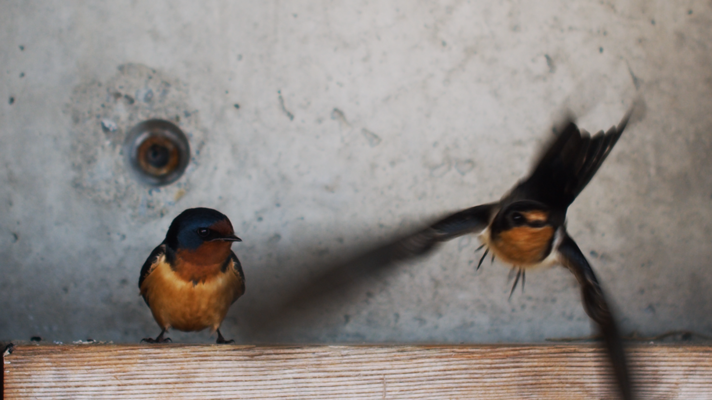 Returning Swallows