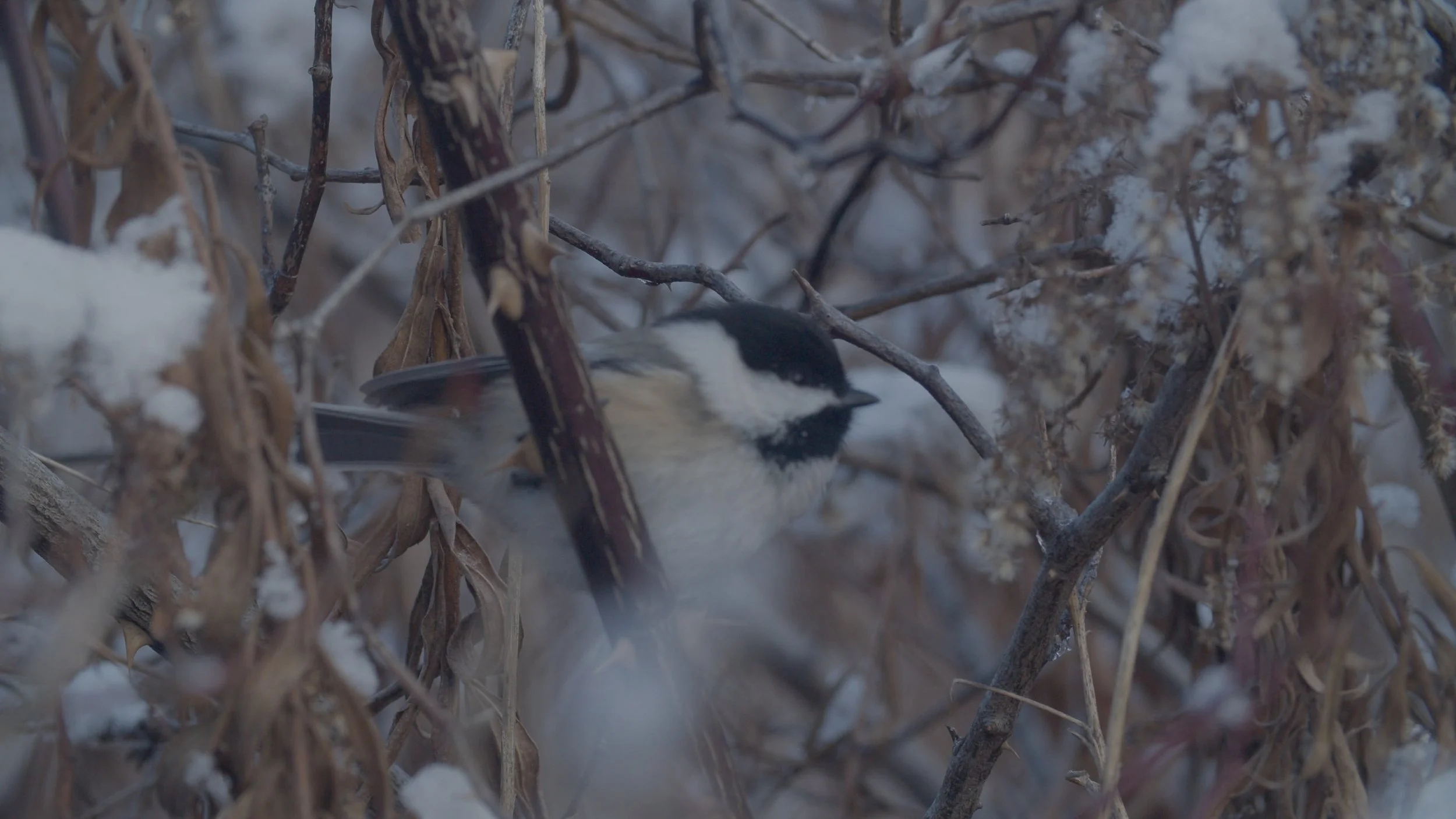 Elusive Black-Capped Chickadees at Leslie St Spit