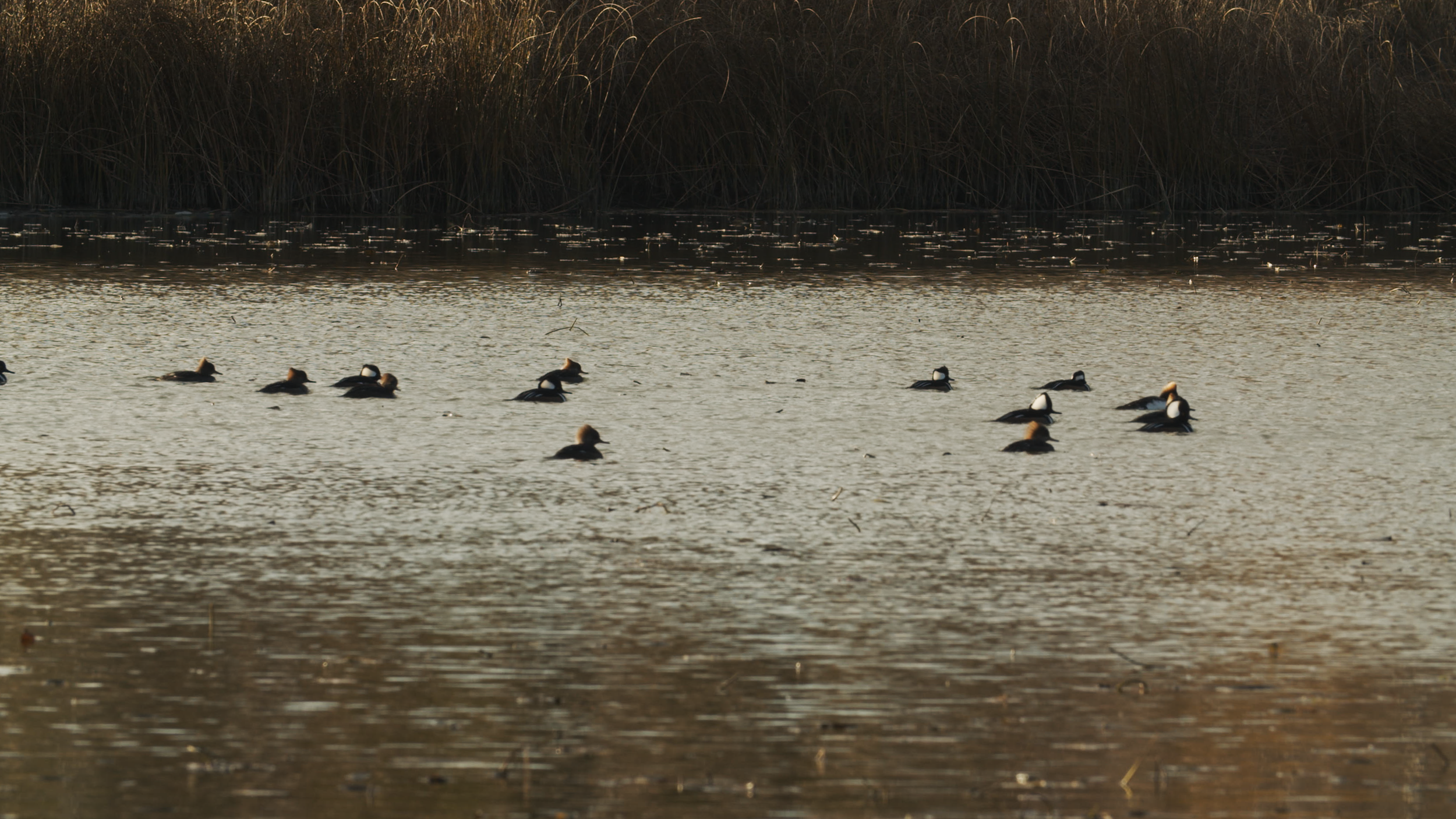 Missing Mergansers