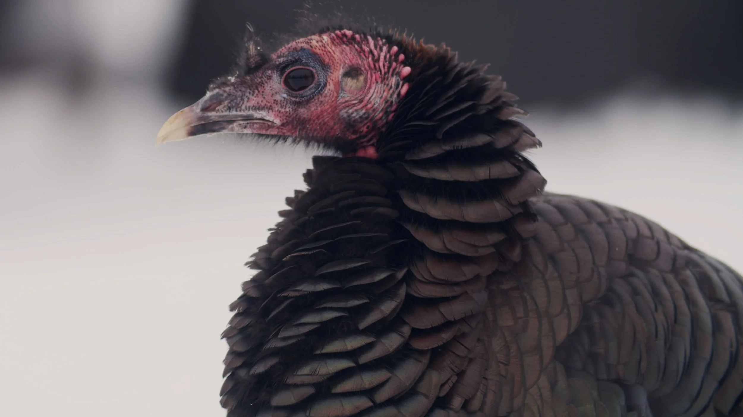 Holiday Graveyard Turkeys