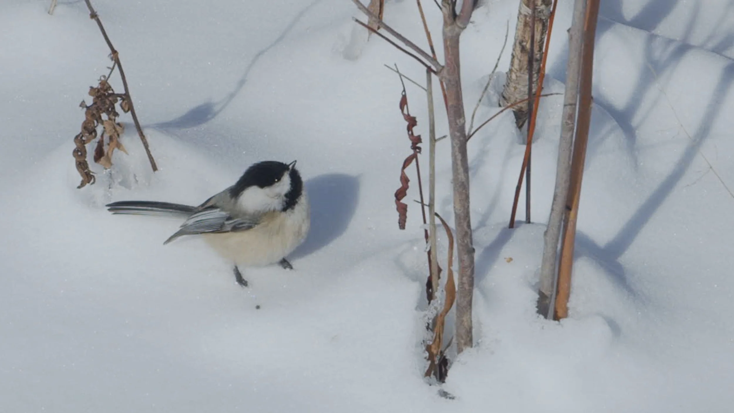Winter Waste / Wonder Land