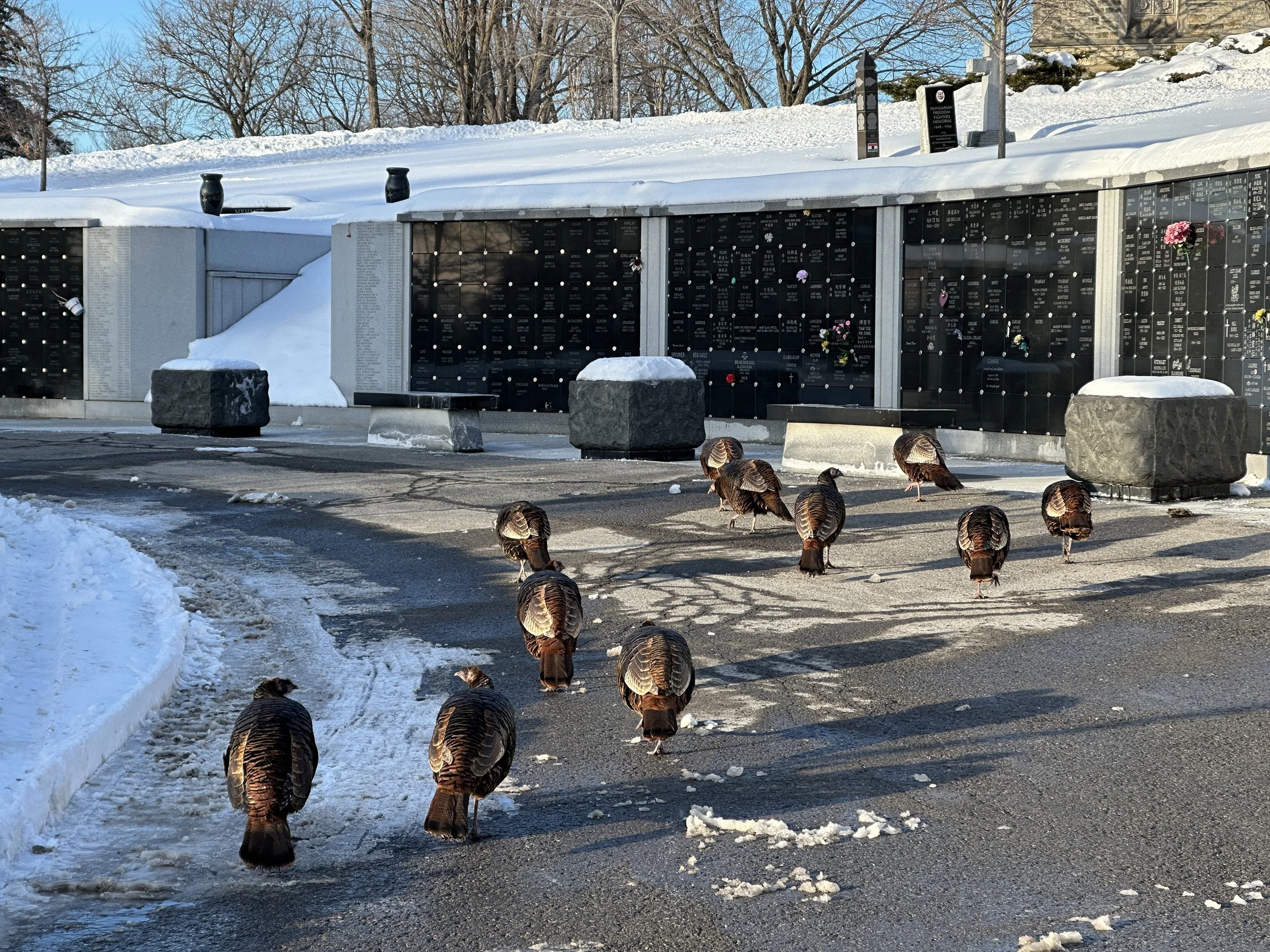 Graveyard Turkeys: Round 2!