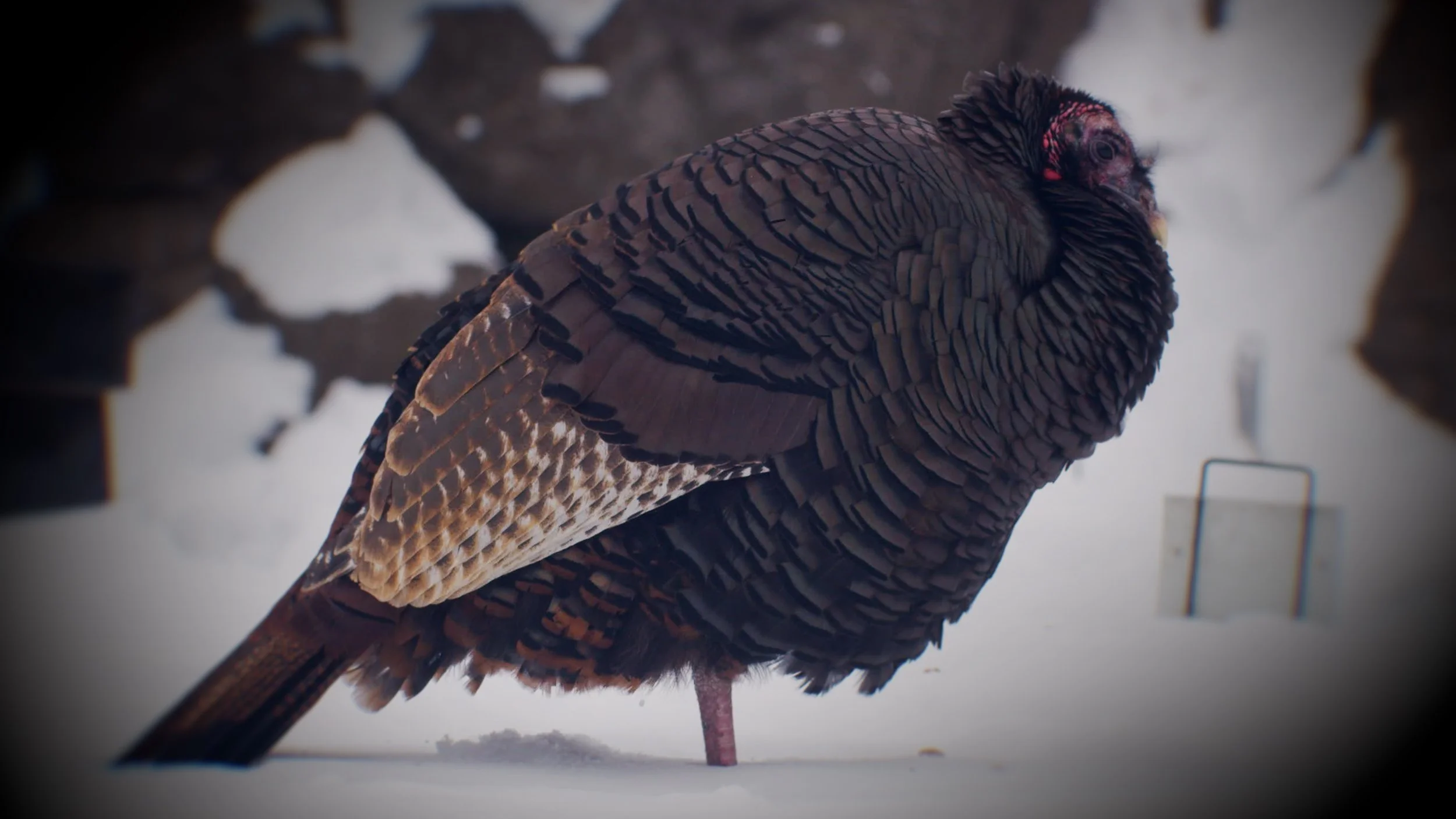 A Small Digression into Turkey Anatomy