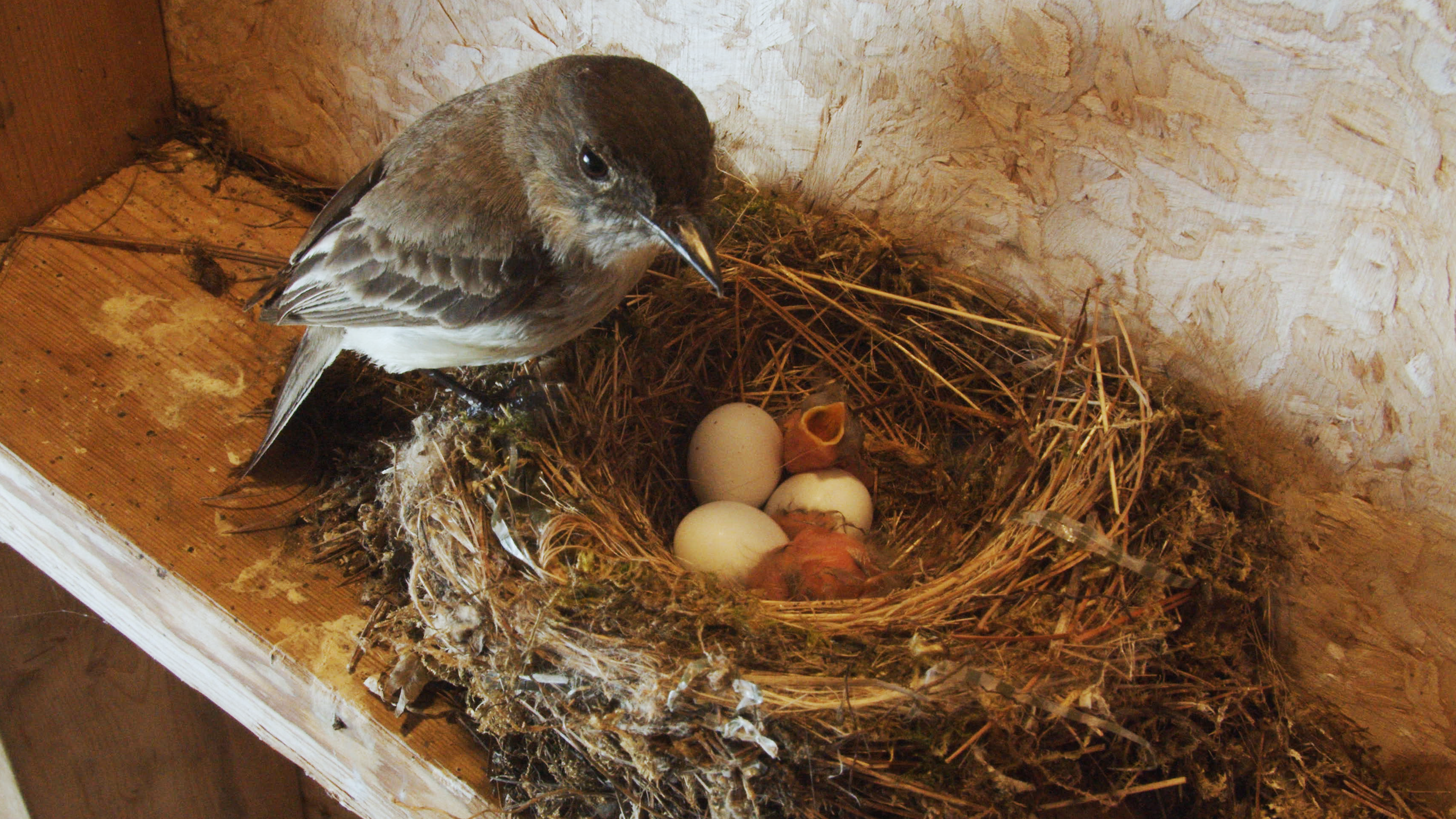 Spring Has… Not Sprung.