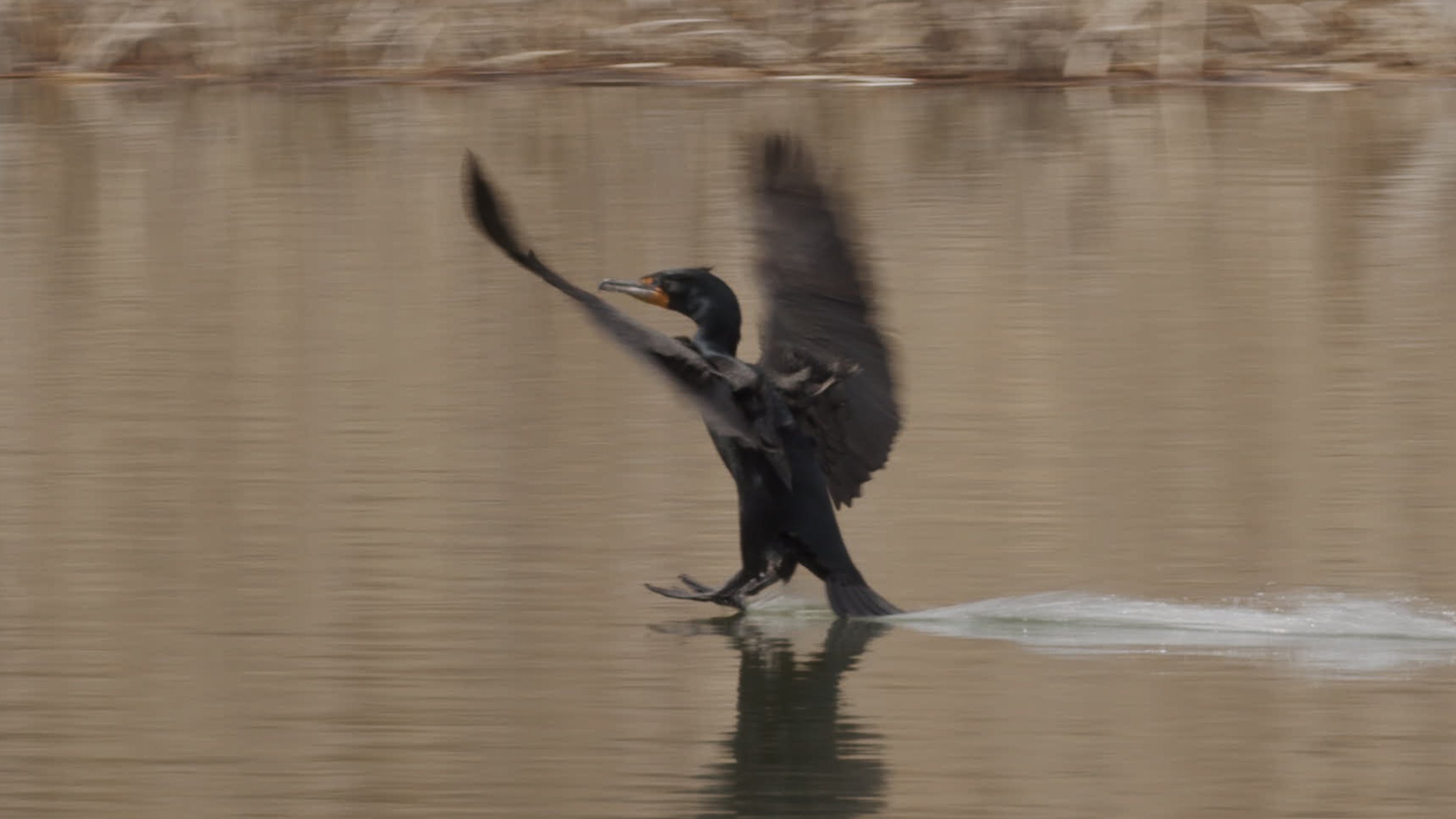 Springing Back and Forth