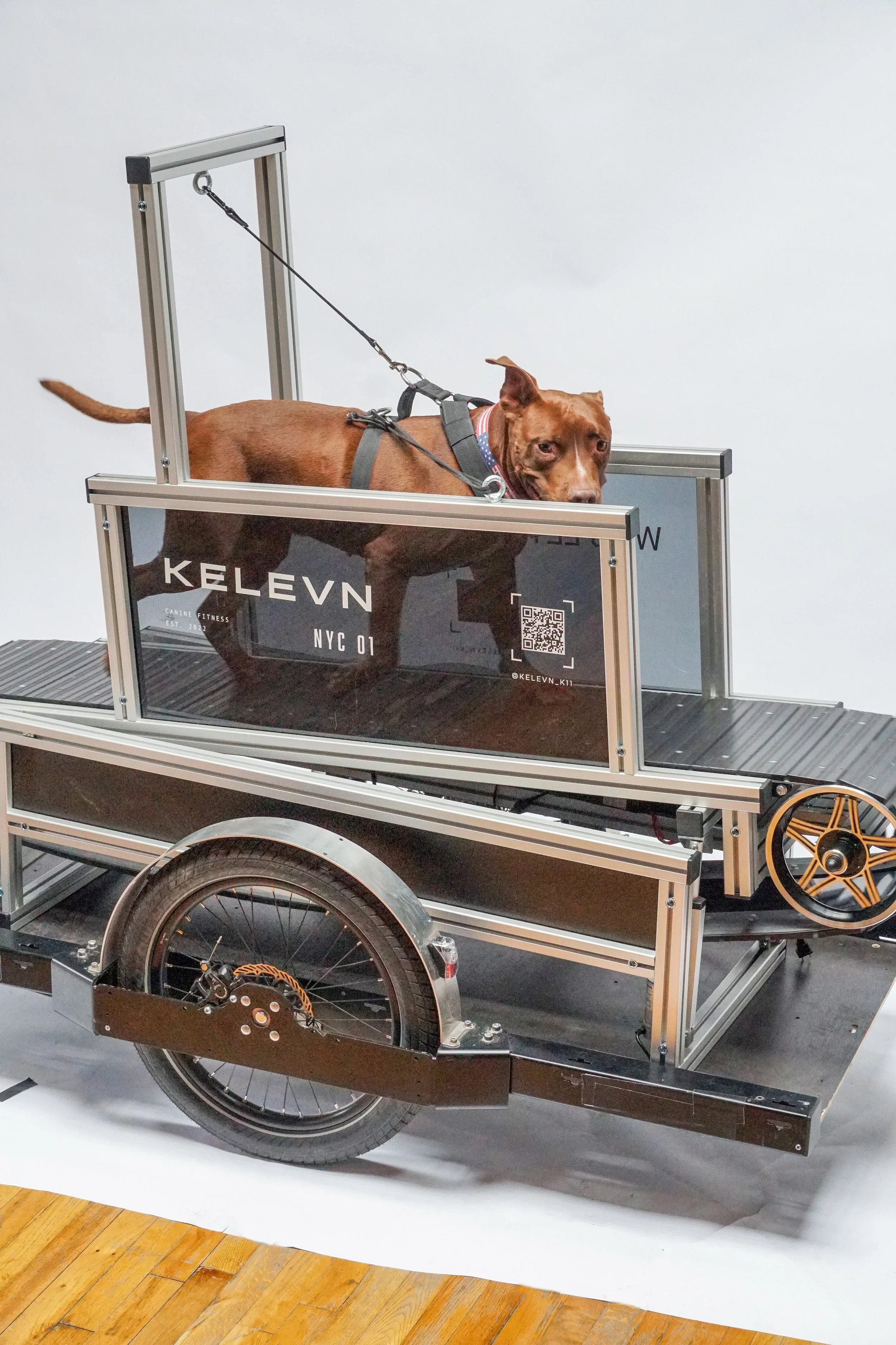 Dog on a portable treadmill with metal frame and wheels