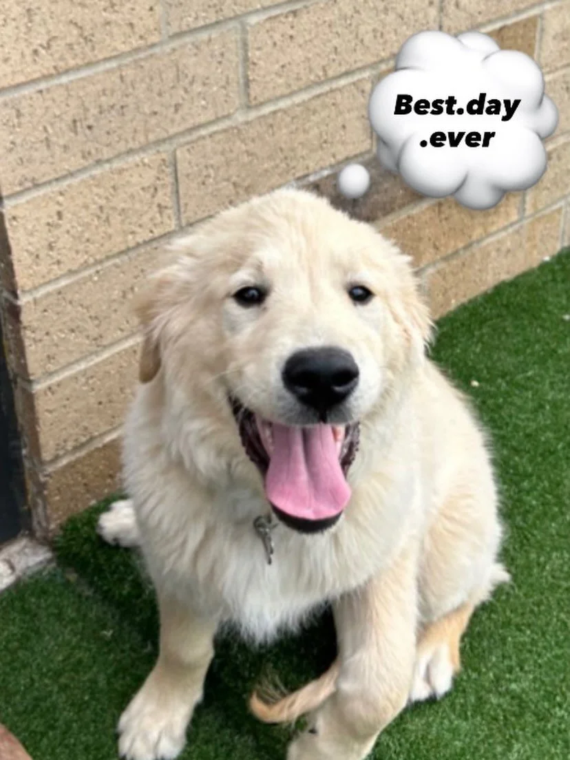 Which one was your favorite?🐾🐶@k-11 canine care