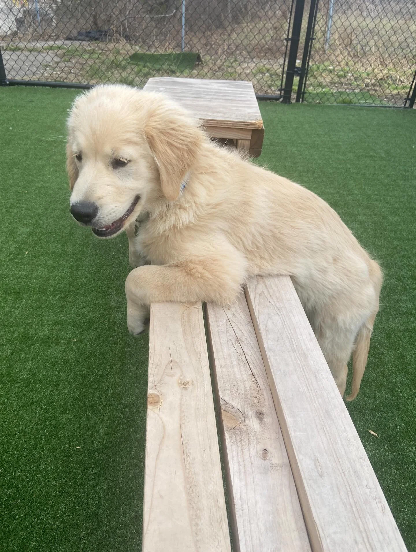 Just hangin&rsquo; around ✌🏼#dogsofinstagram #clevelanddogs #dogboarding #puppylove #dogboardingbusiness