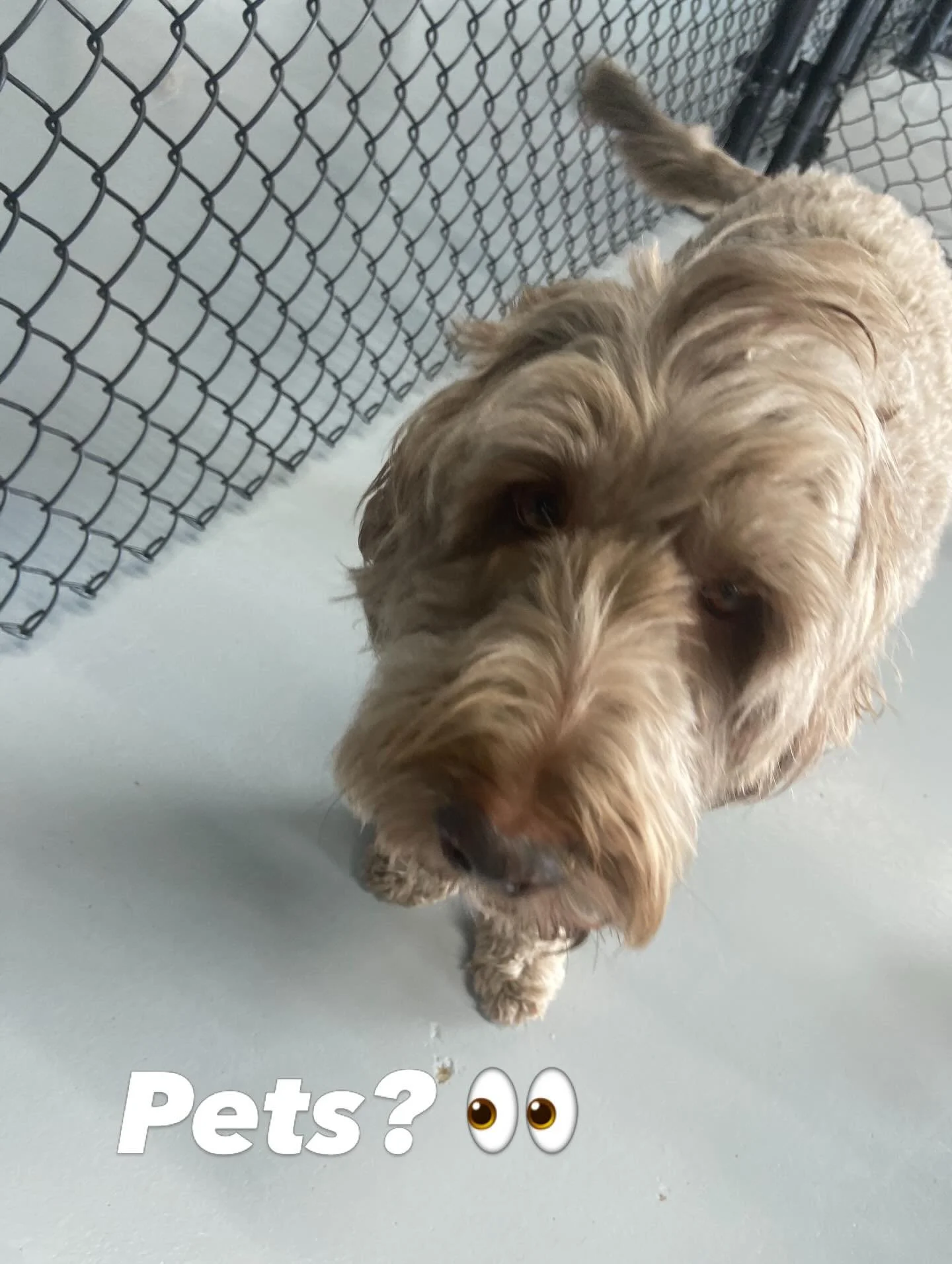 #clevelanddogs #doodlesofınstagram #clevelanddogdaycare #dogboardingbusiness #dogboardingbusiness