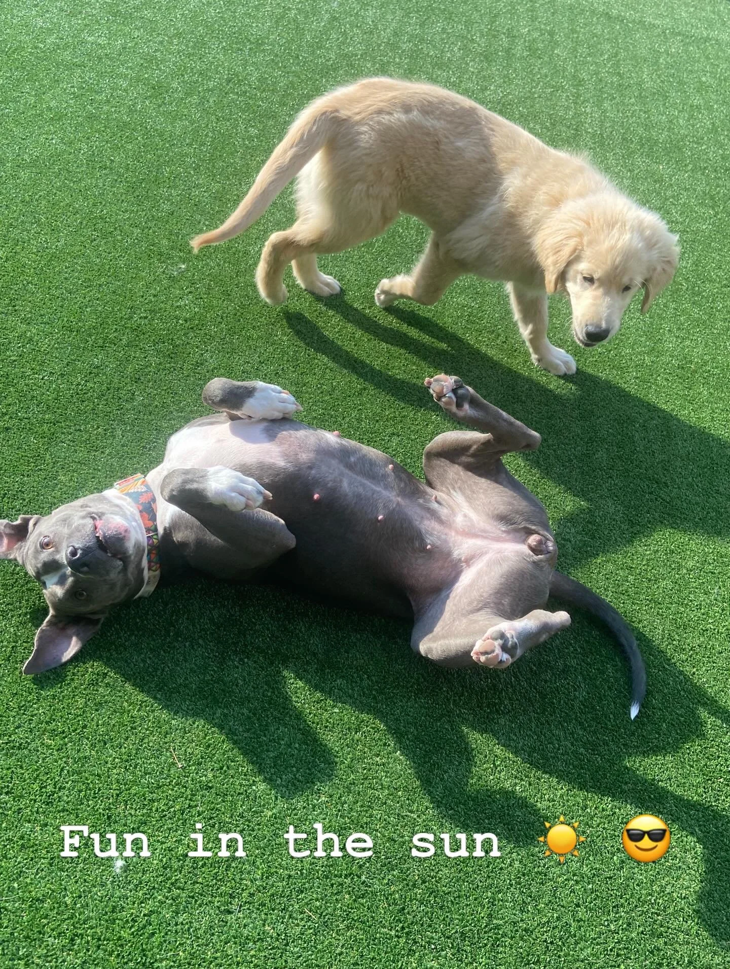 #clevelanddogs #dogsofinstagram #dogdaycare #dogboardingbusiness #clevelanddaycare