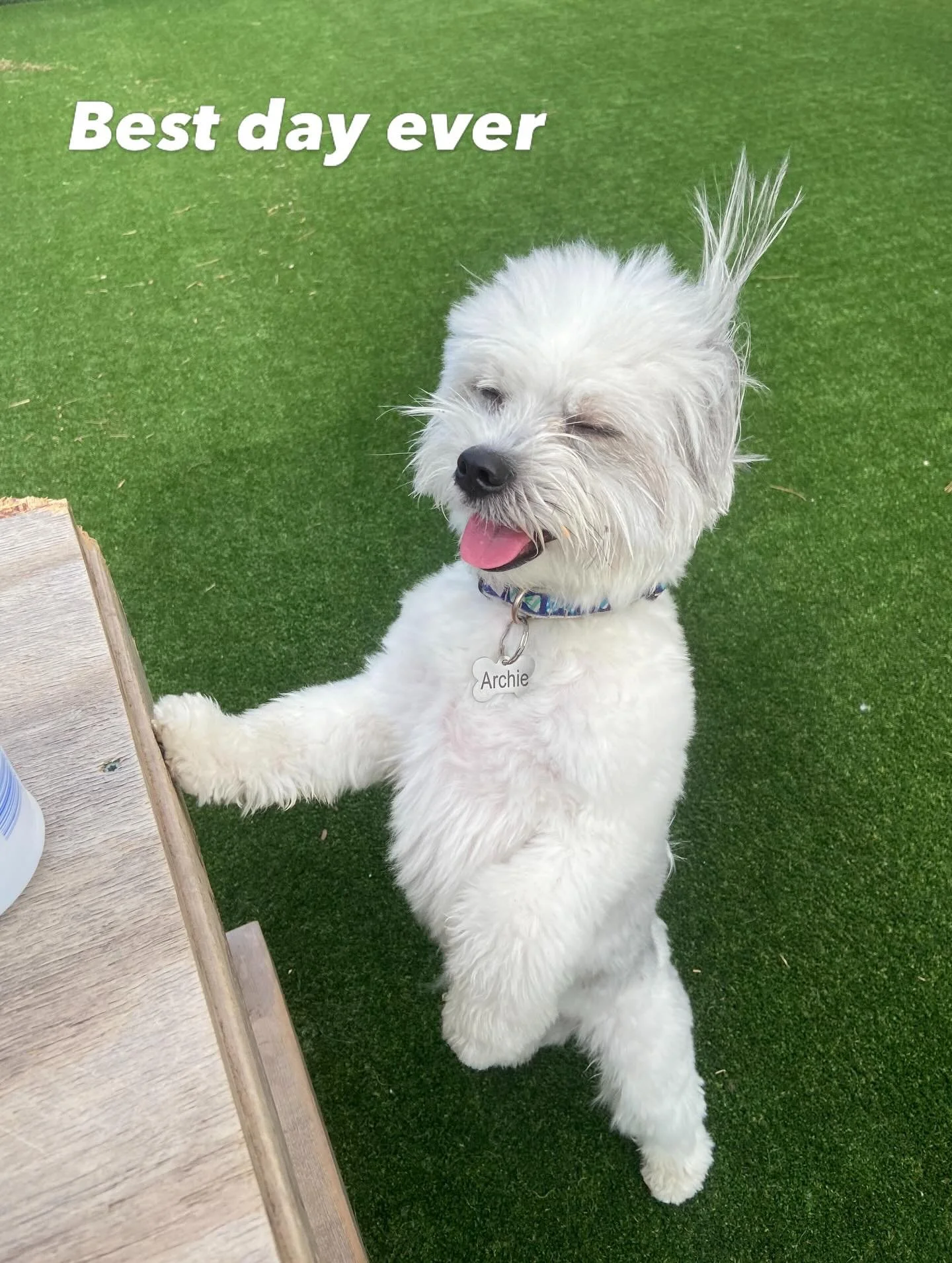 #sunnydays #clevelanddogs #dogsofinstagram #dogdaycare #dogboardingbusiness