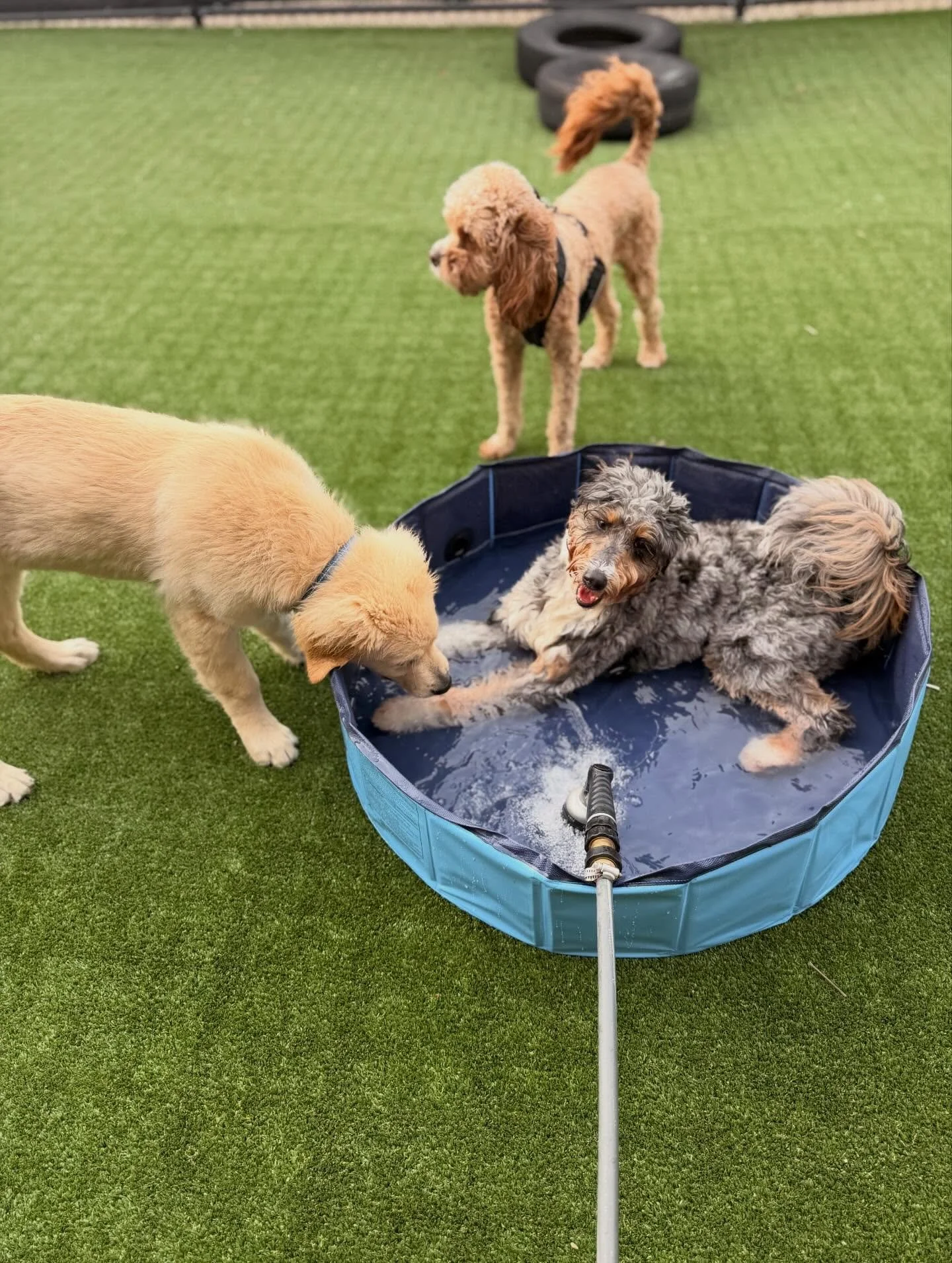 Pool day ☀️🐾 #doggydaycare #dogs #doglover #play #cleveland