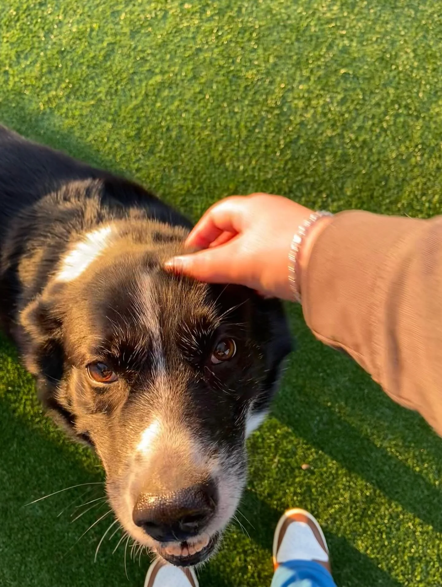 This Weeks Cutie Crew🥰 #puppiesofinstagram #doggydaycare #cleveland #cutedogs #doglover