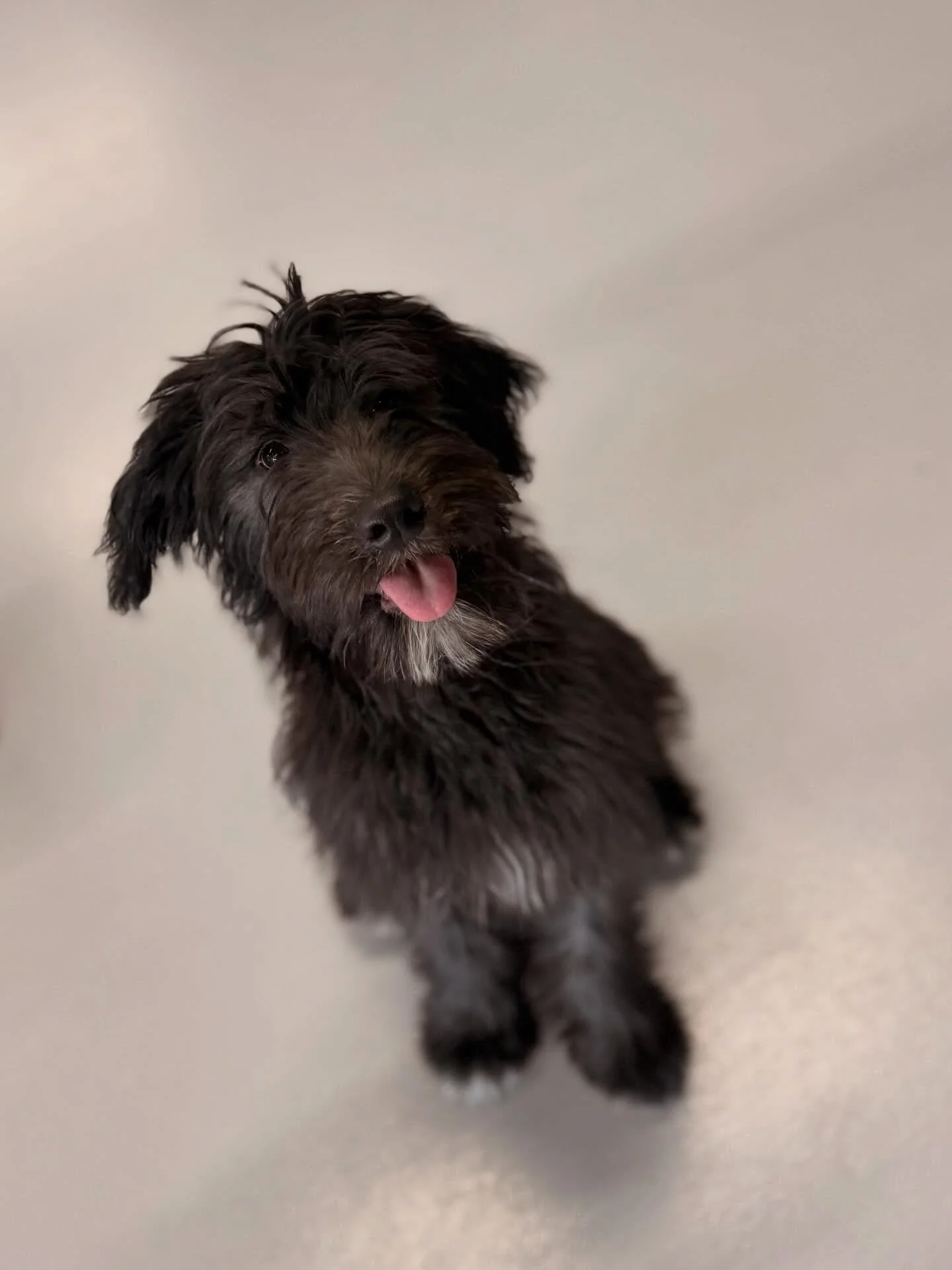 🚨Cuteness Overload🚨  #cutedogs #cleveland #dog #doggydaycare