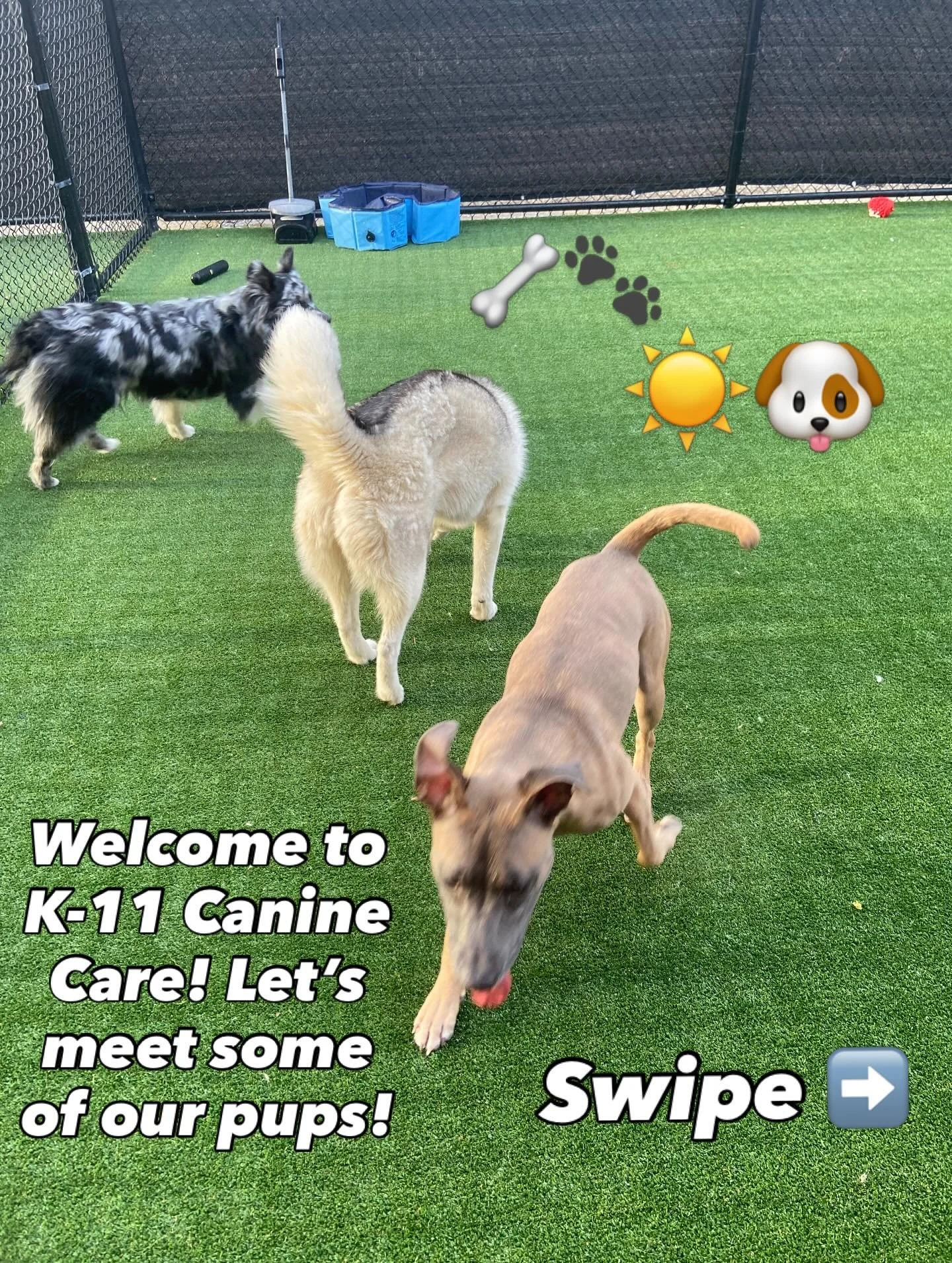 Pup time! 😁🐶 We're thrilled to introduce you to a few of the amazing dogs at our facility! There&rsquo;s plenty more where that came from so stay tuned for more furry friends! 🥰🐾 #dogsofinstagram #dogdaycare #k11caninecare #clevelanddogs