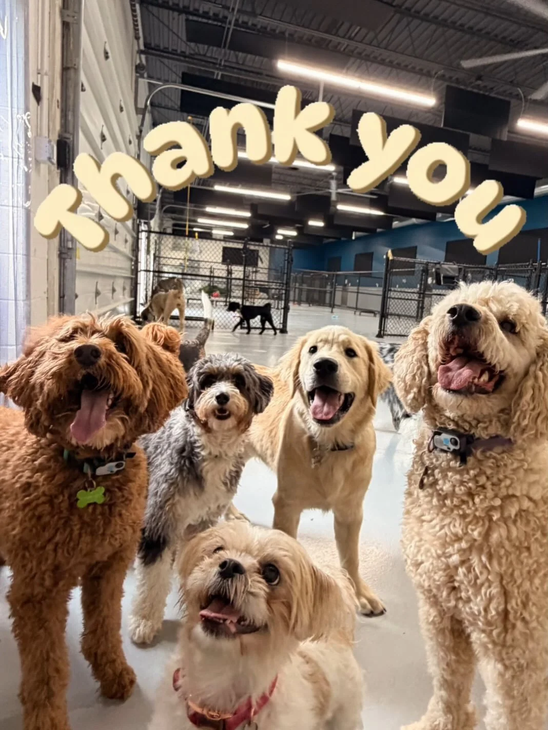 A huge THANK YOU to all of the wonderful clients and their pups who came in to be a part of our Fox 8 News segment!  Your support means the world to us and helps us continue doing what we love-caring for your dogs like family! You can watch the full 