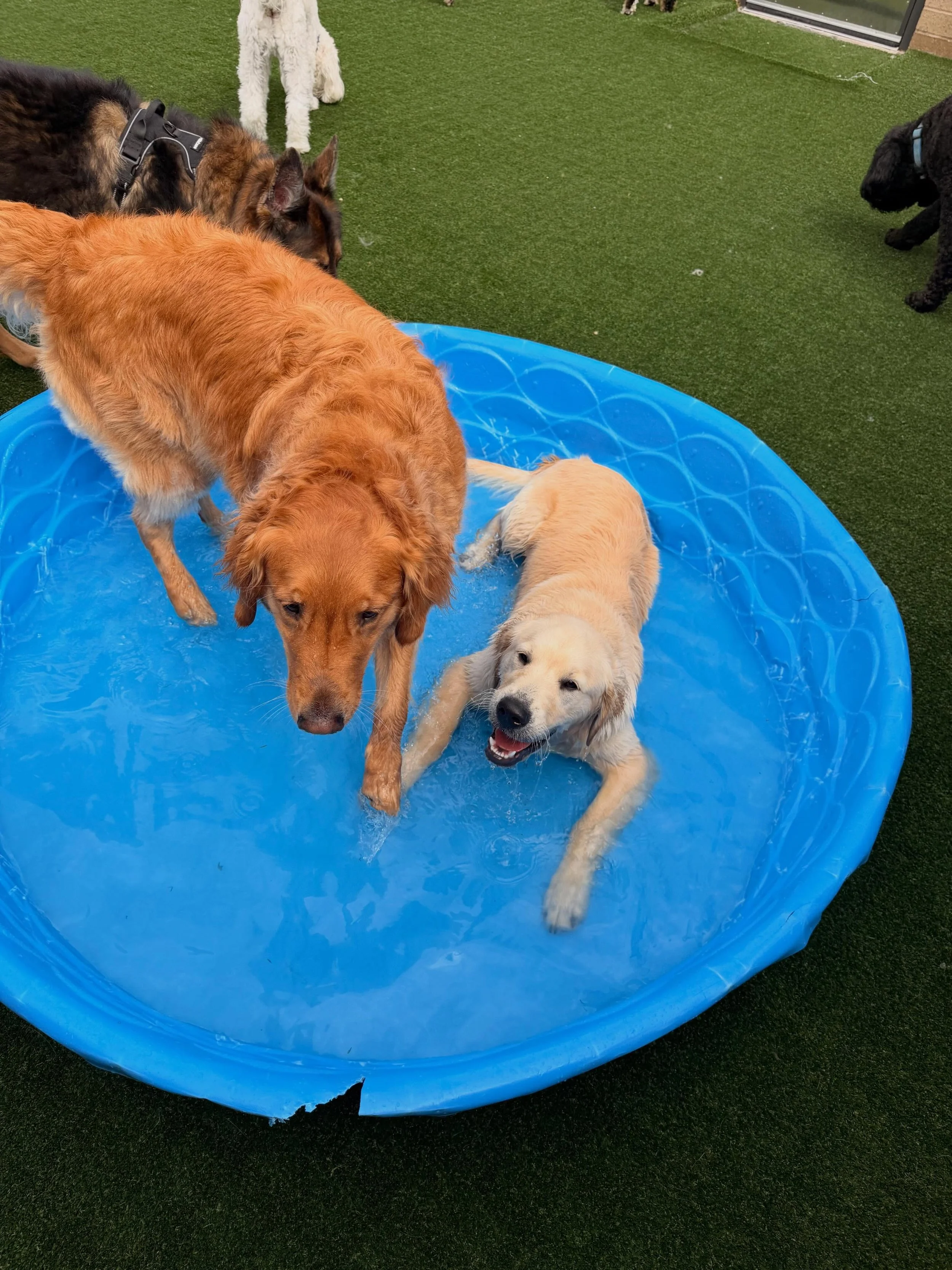Wet fur, big smiles, and zero cares in the world 🐾 #dogsofinstagram #doggydaycare #puppylove #cleveland #doglife