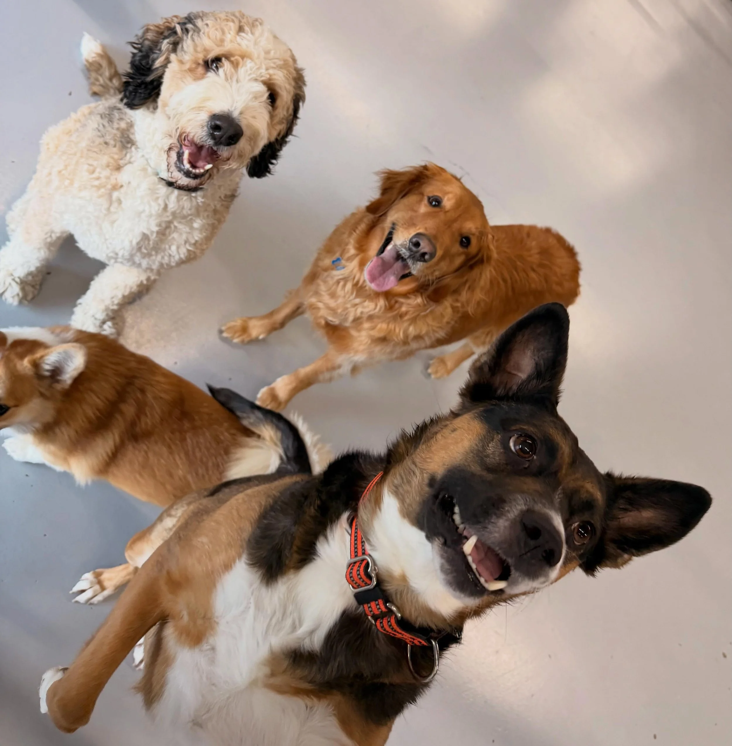 Mondays Cutie Crew💙🐾 #doggydaycare #dog #Cleveland #cutedog