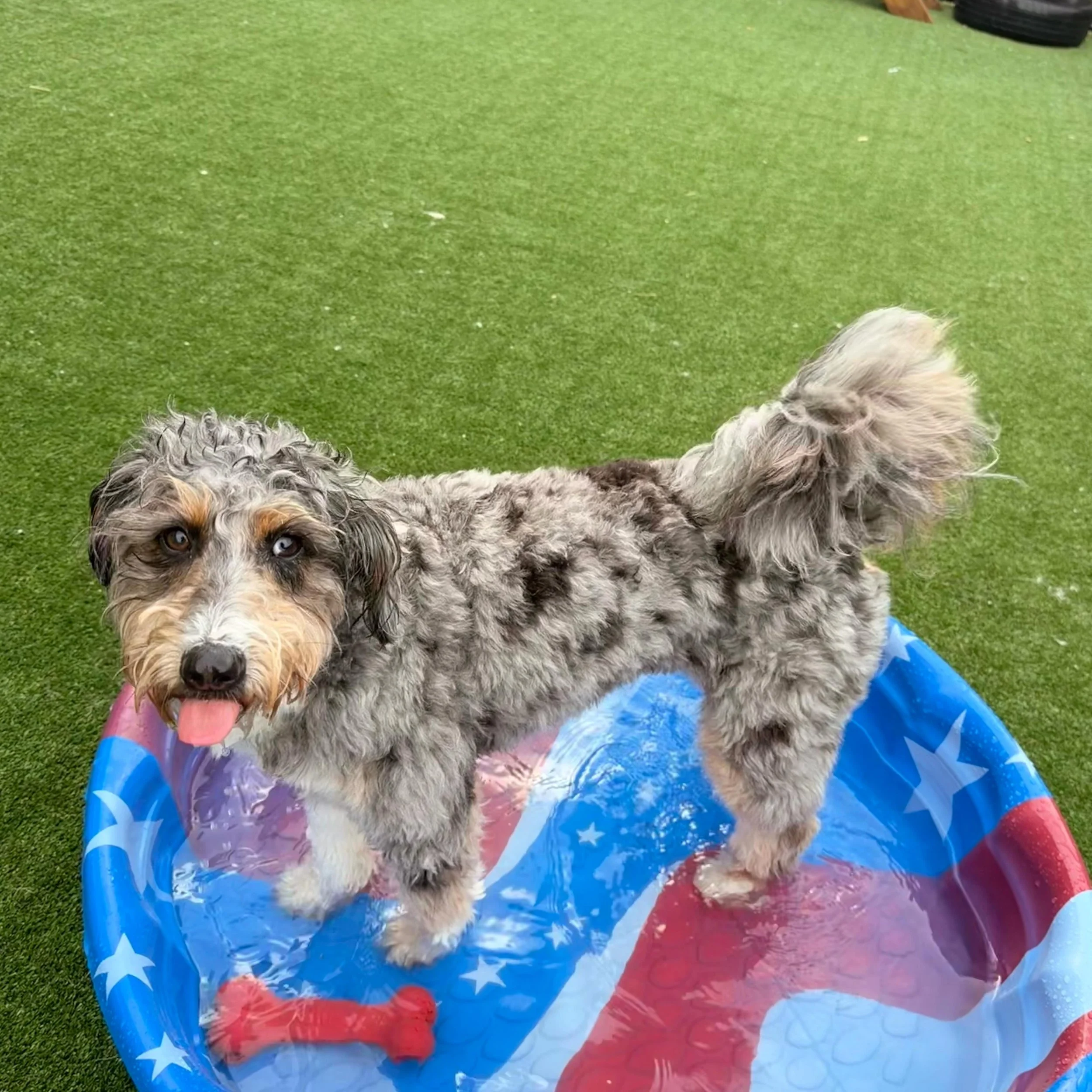Proof That Some Of The K-11 Crew Are Part Fish🐠 💙🌊 #cleveland #dogsofinstagram #dogdaycare #doglife #dogfriends
