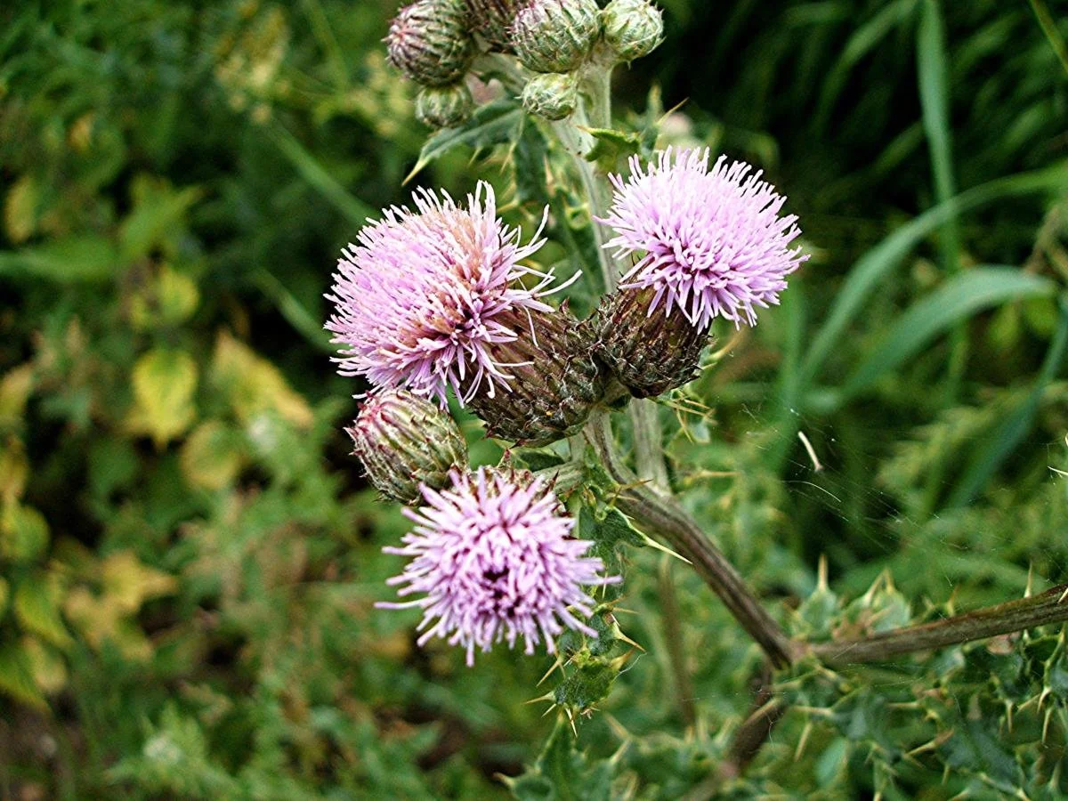 Flower Detail