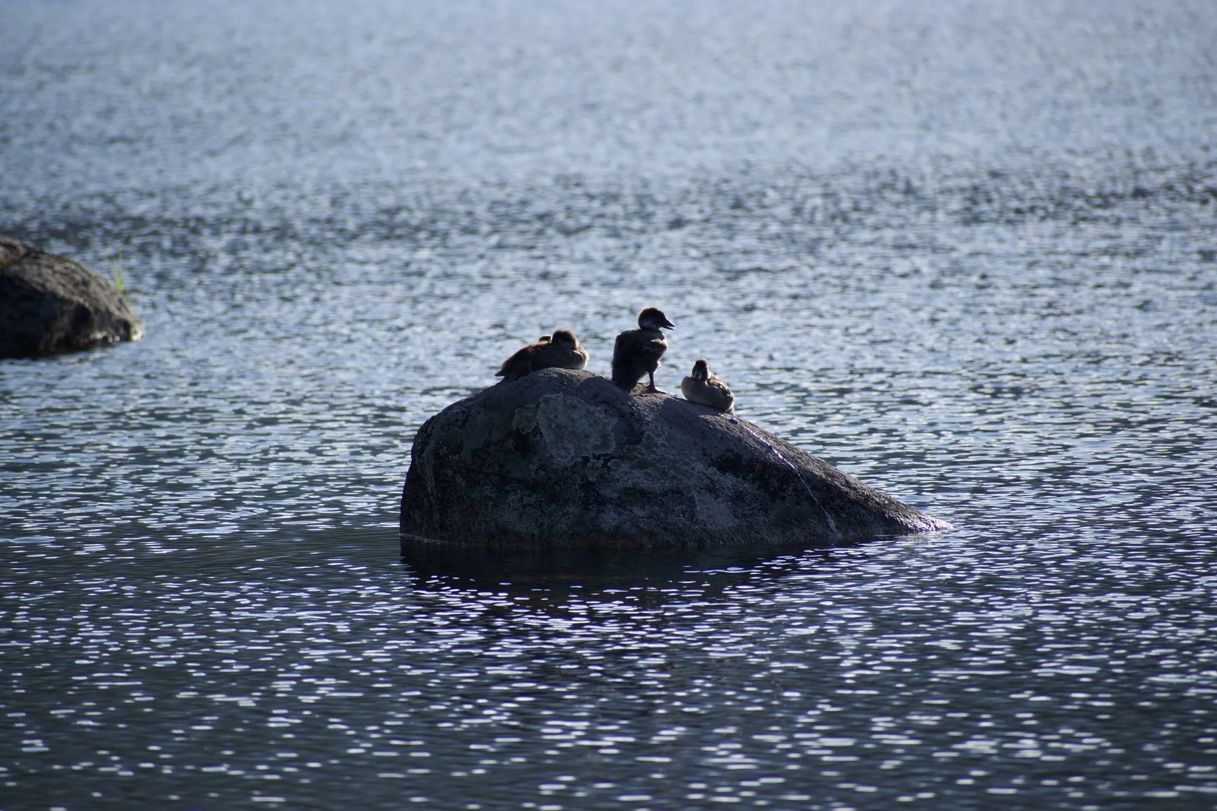 Sandy Stream Pond 2019
