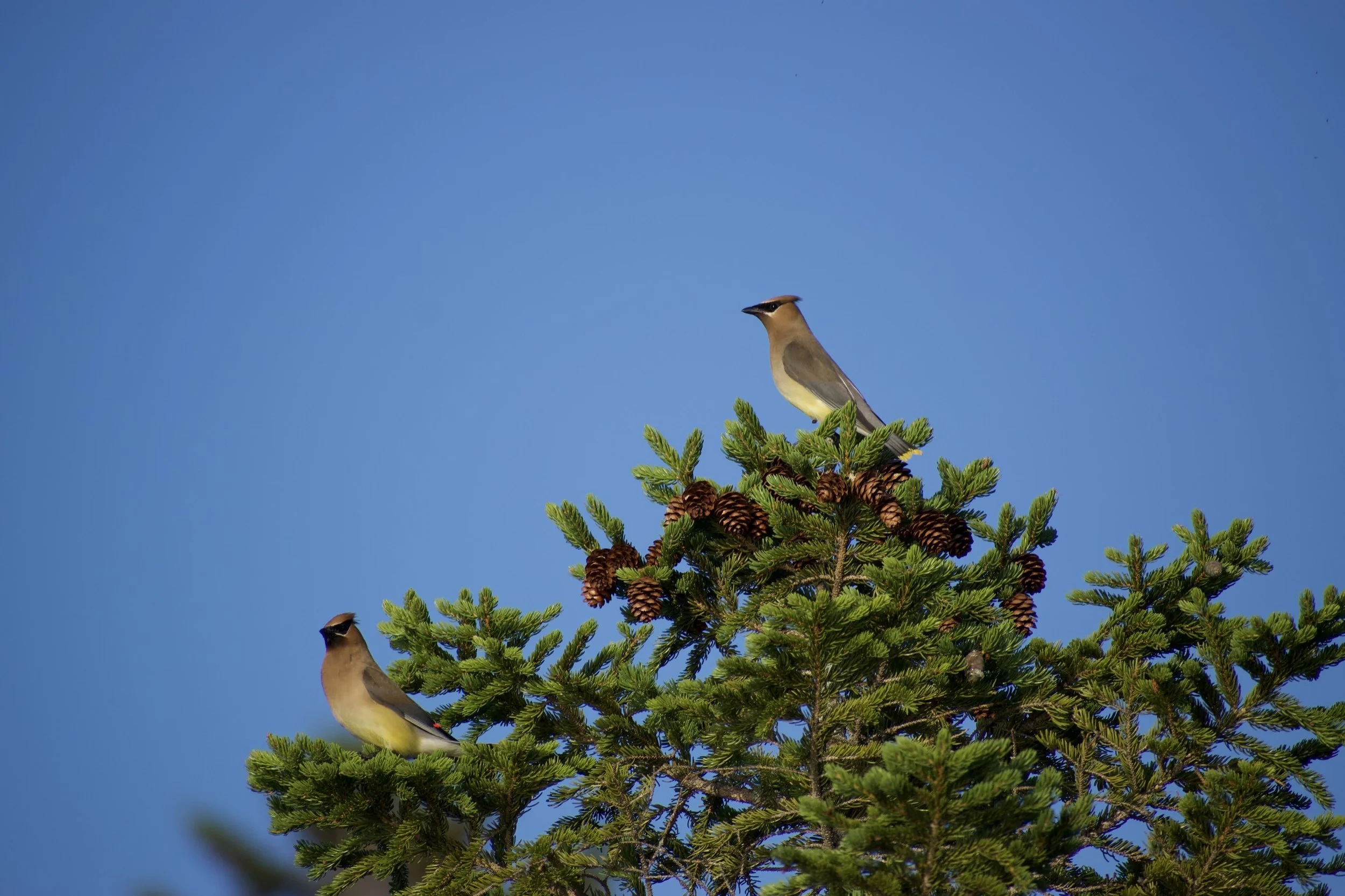 Sandy Stream Pond 2020